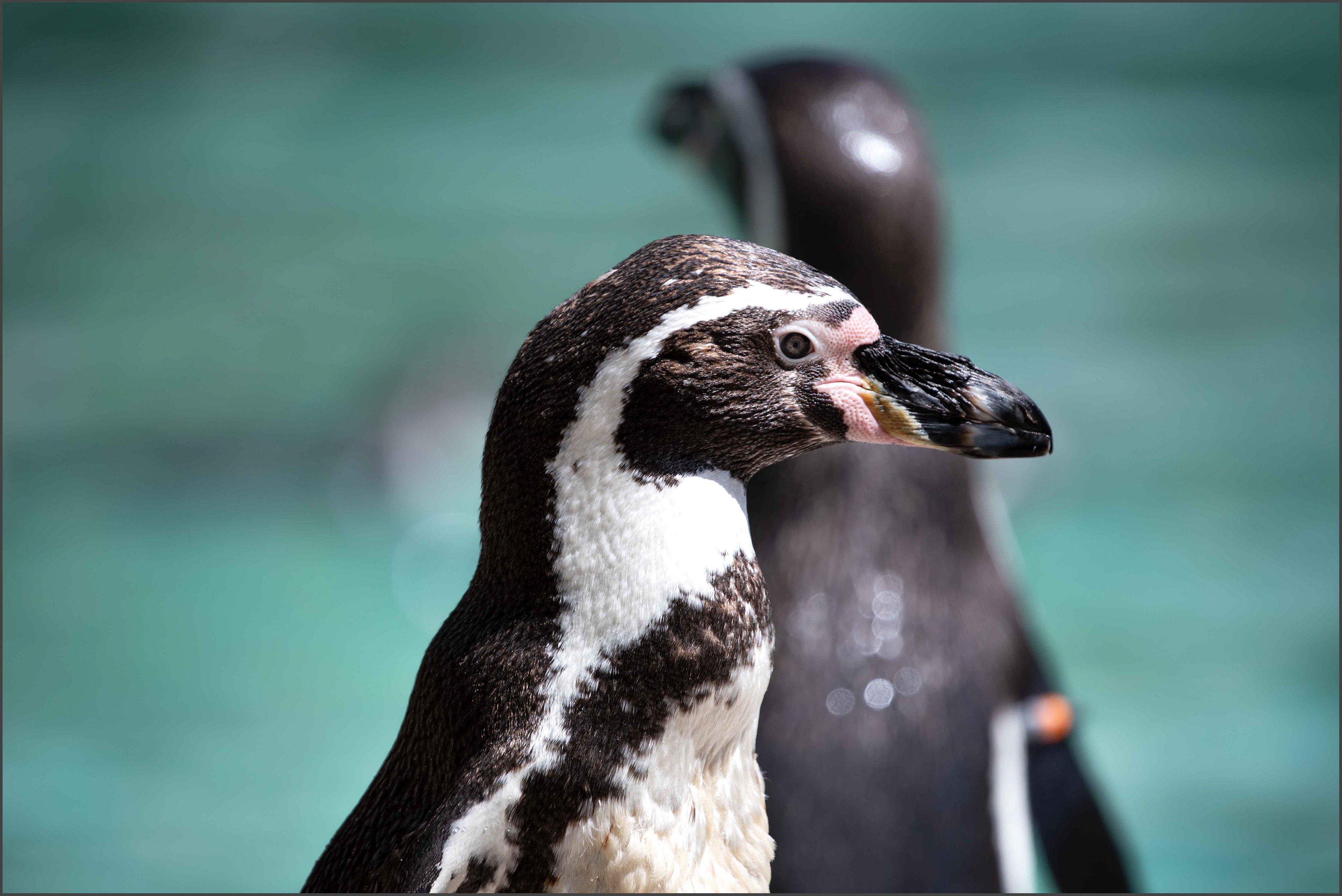 Humboldt Penguin 01