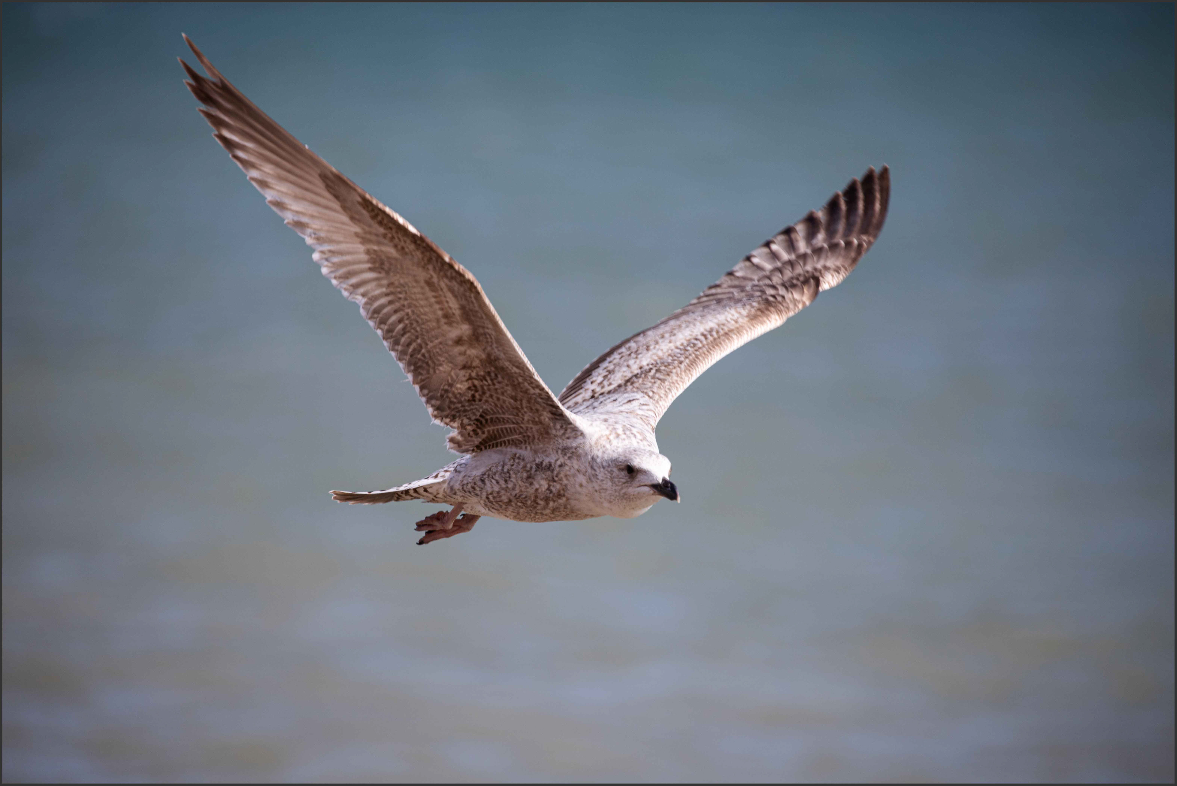 Juvenile Herring Gull