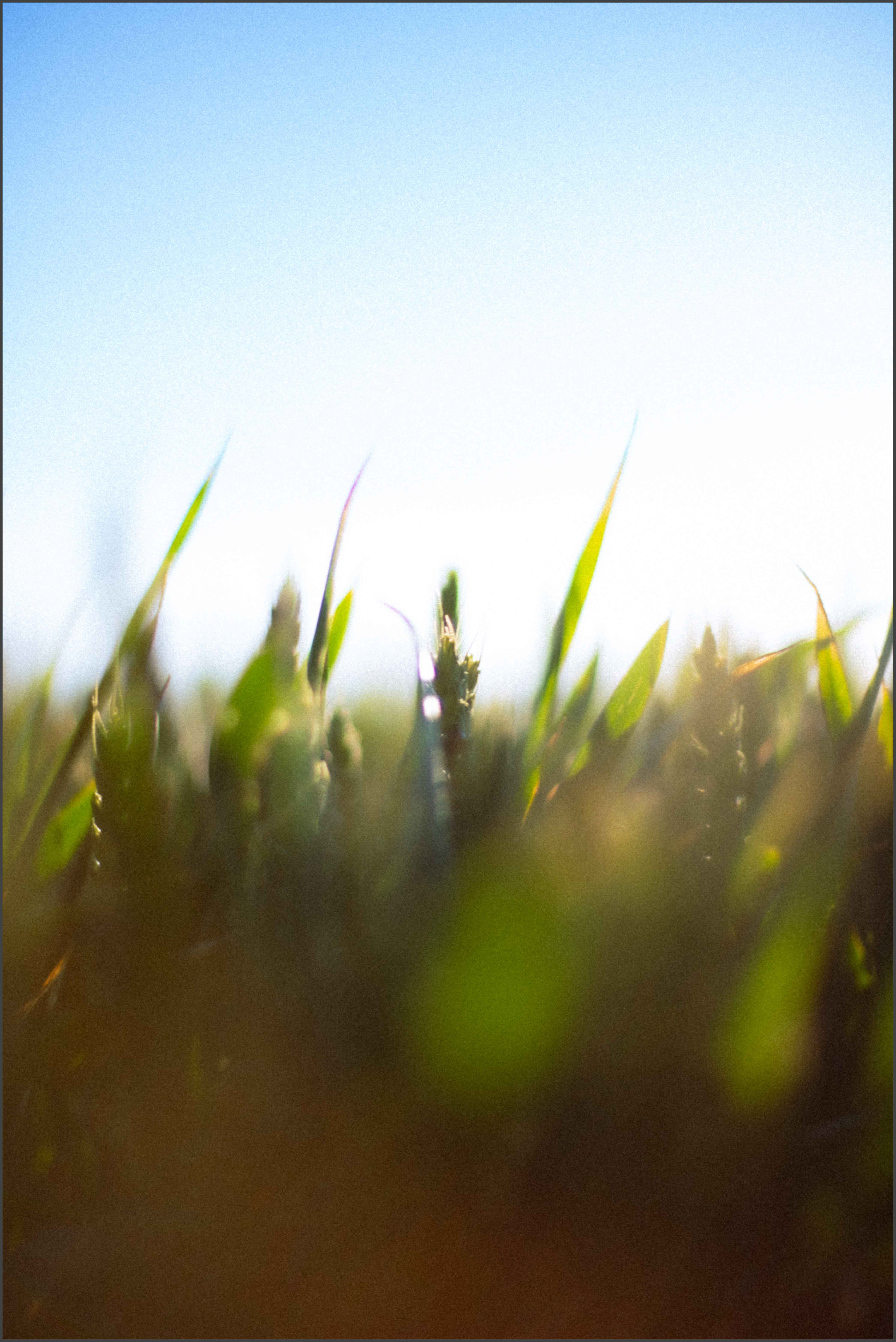 Summer Field