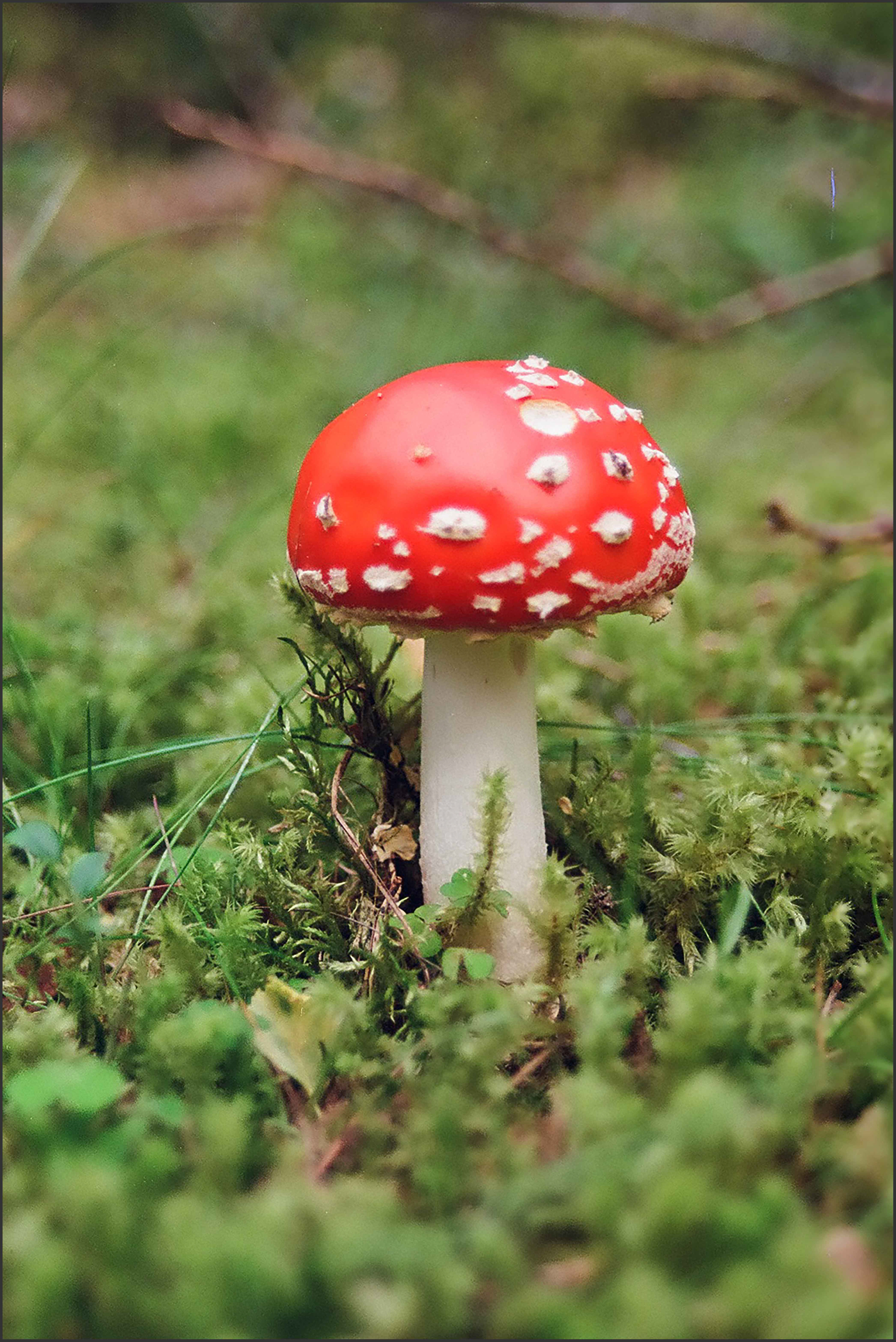 Amanita Muscaria