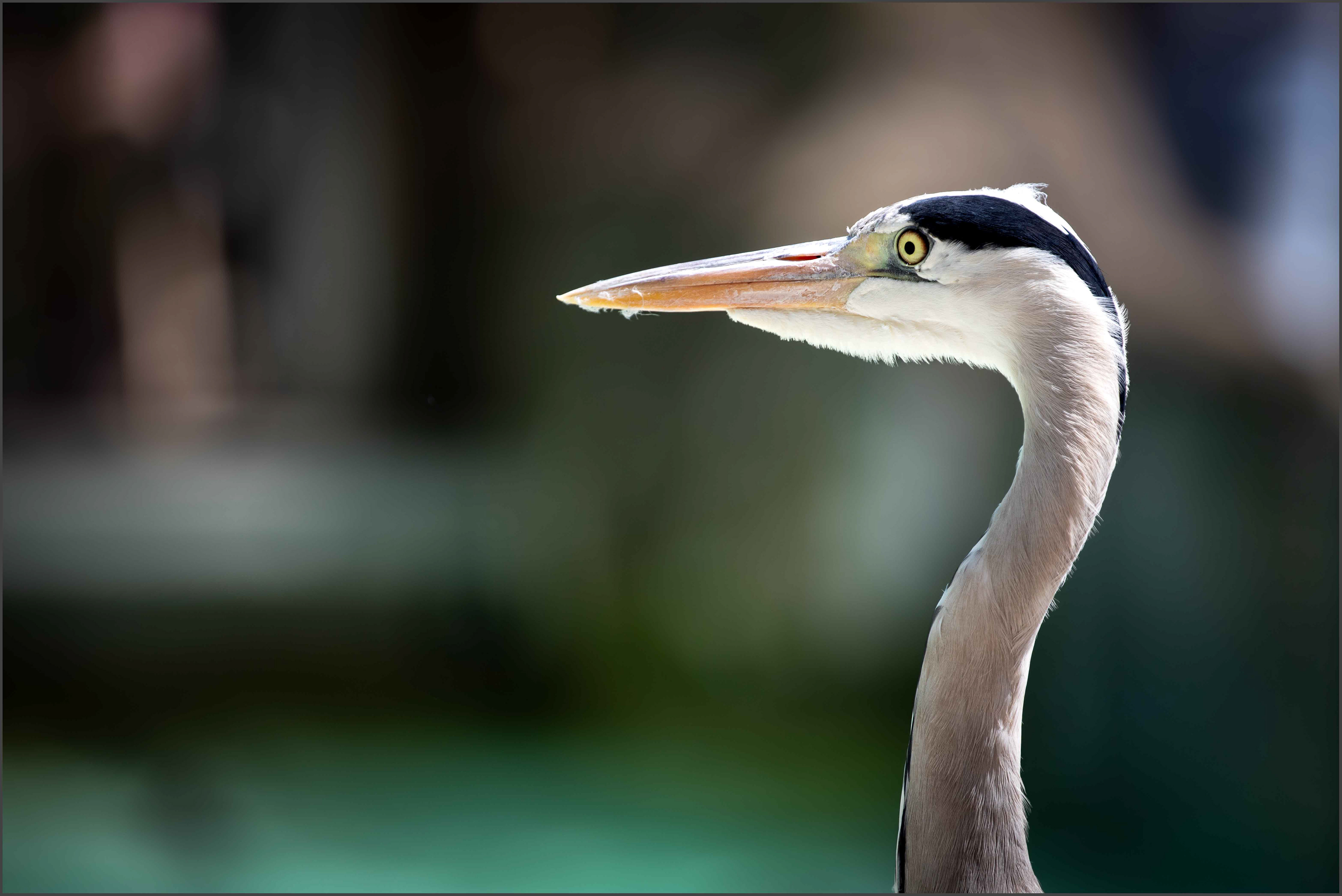 Heron