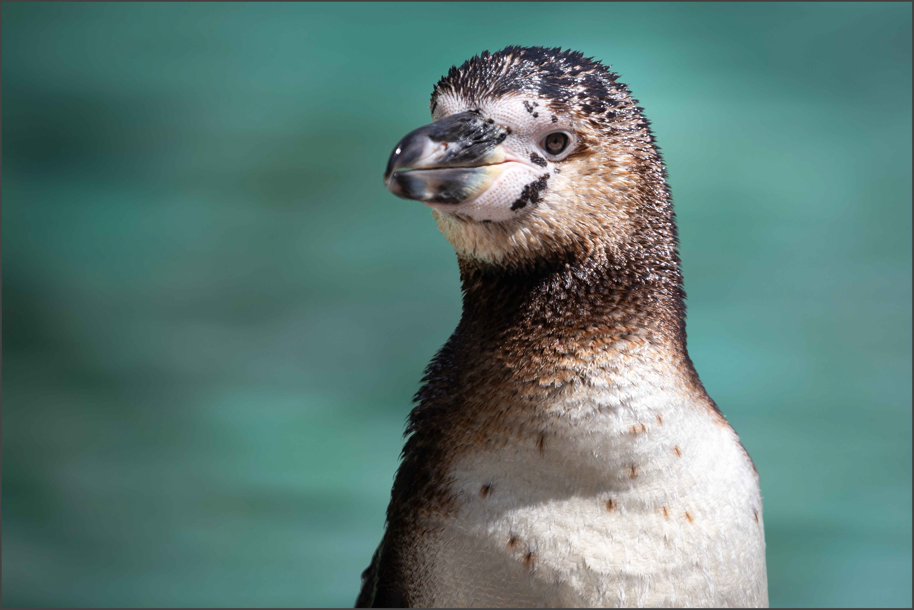 Humboldt Penguin 02