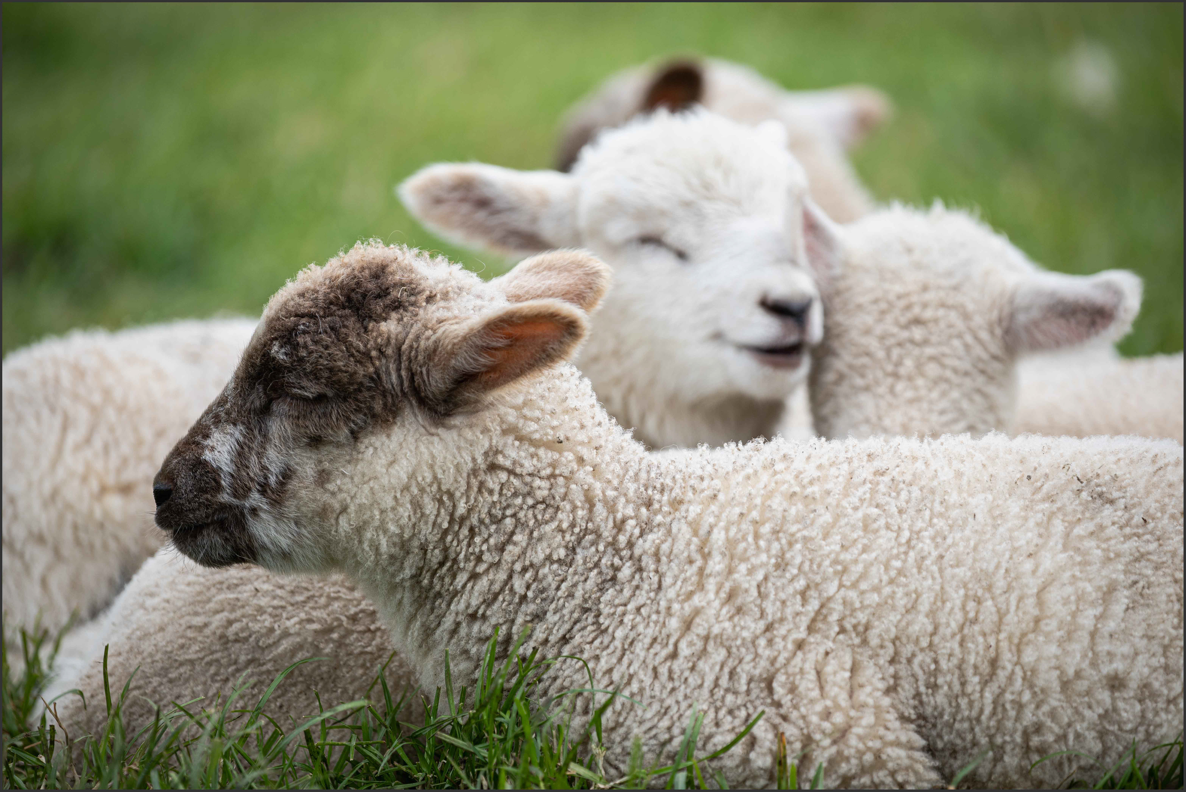Lambs