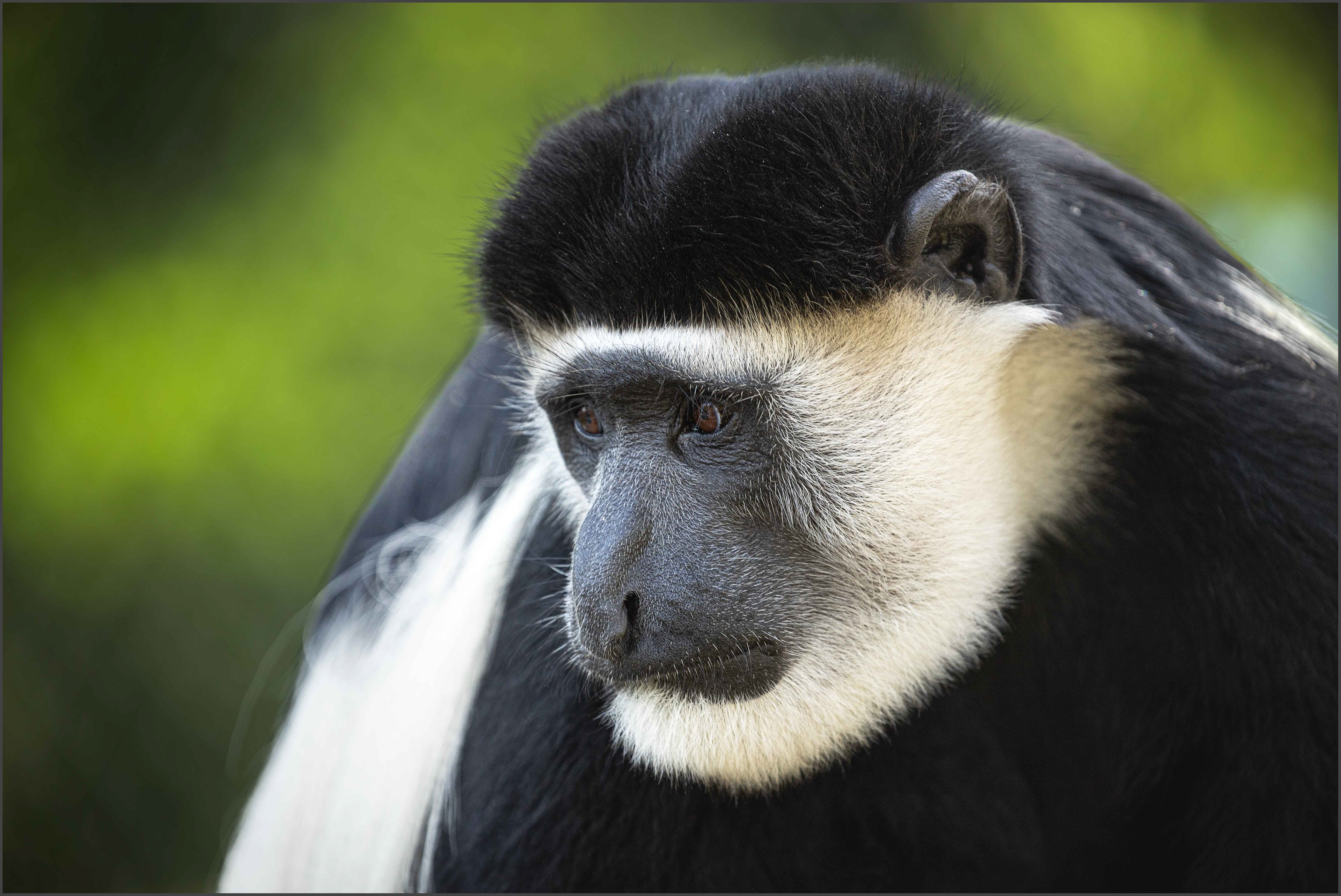 Colobus Monkey