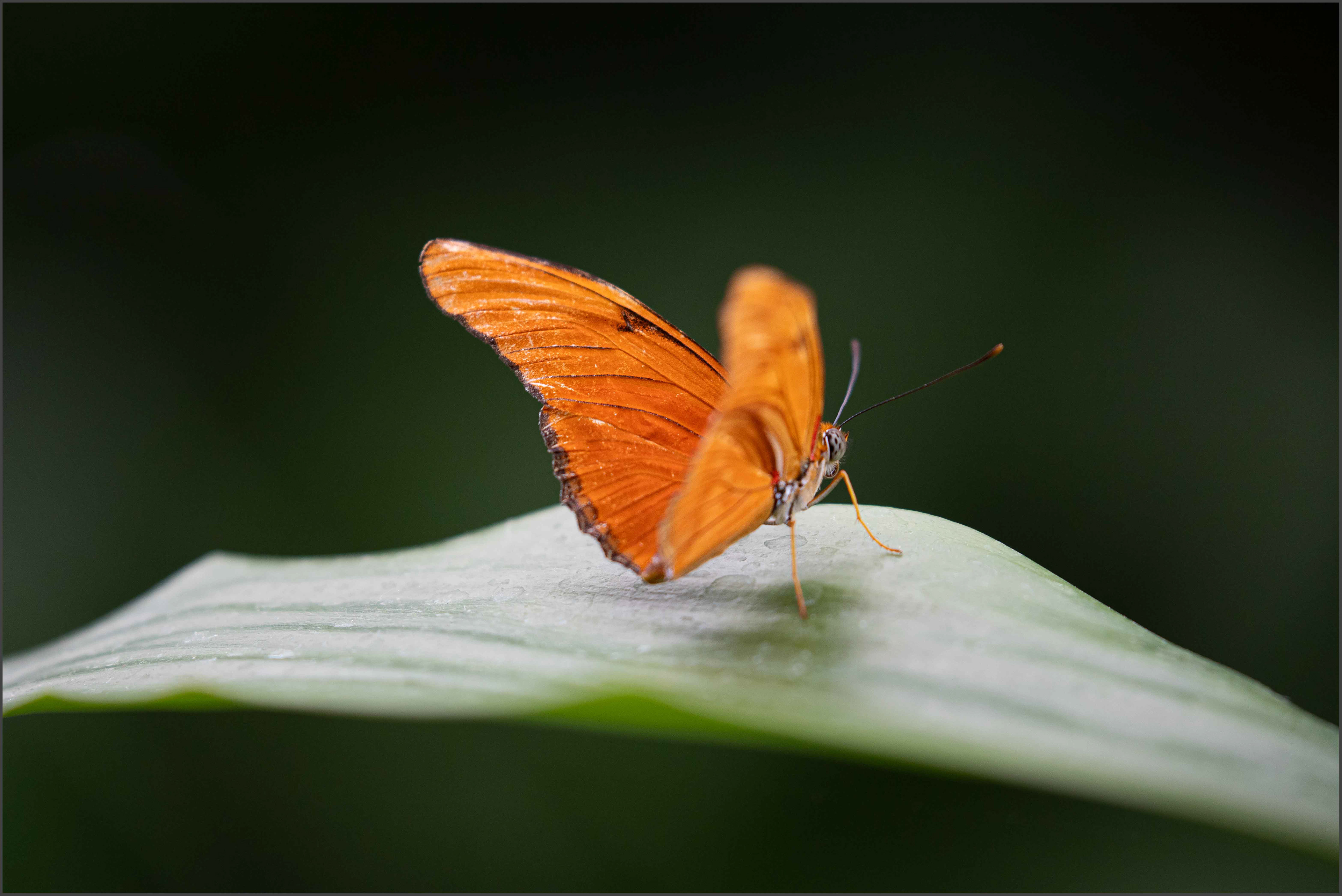 Julia Butterfly