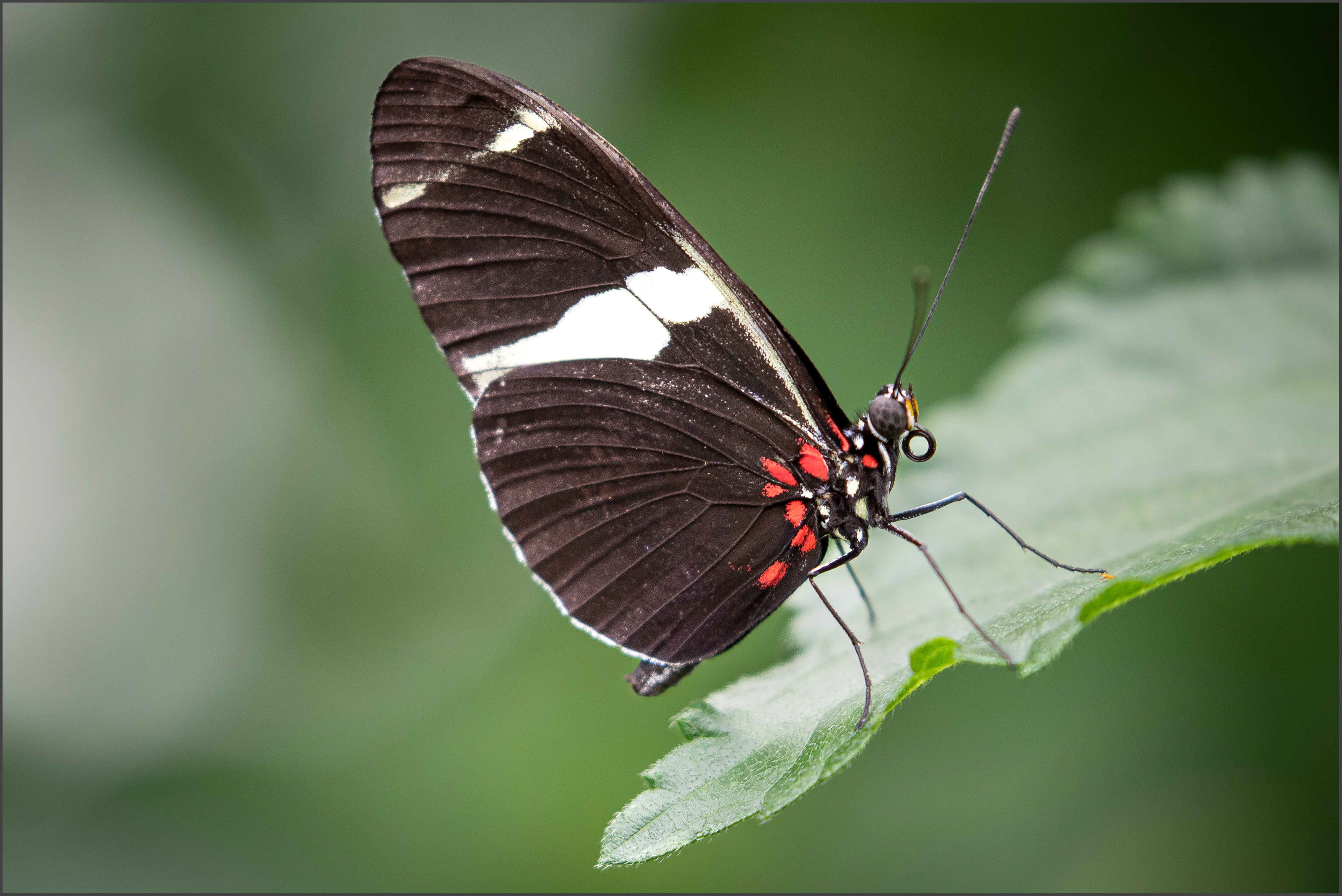 Postman Butterfly