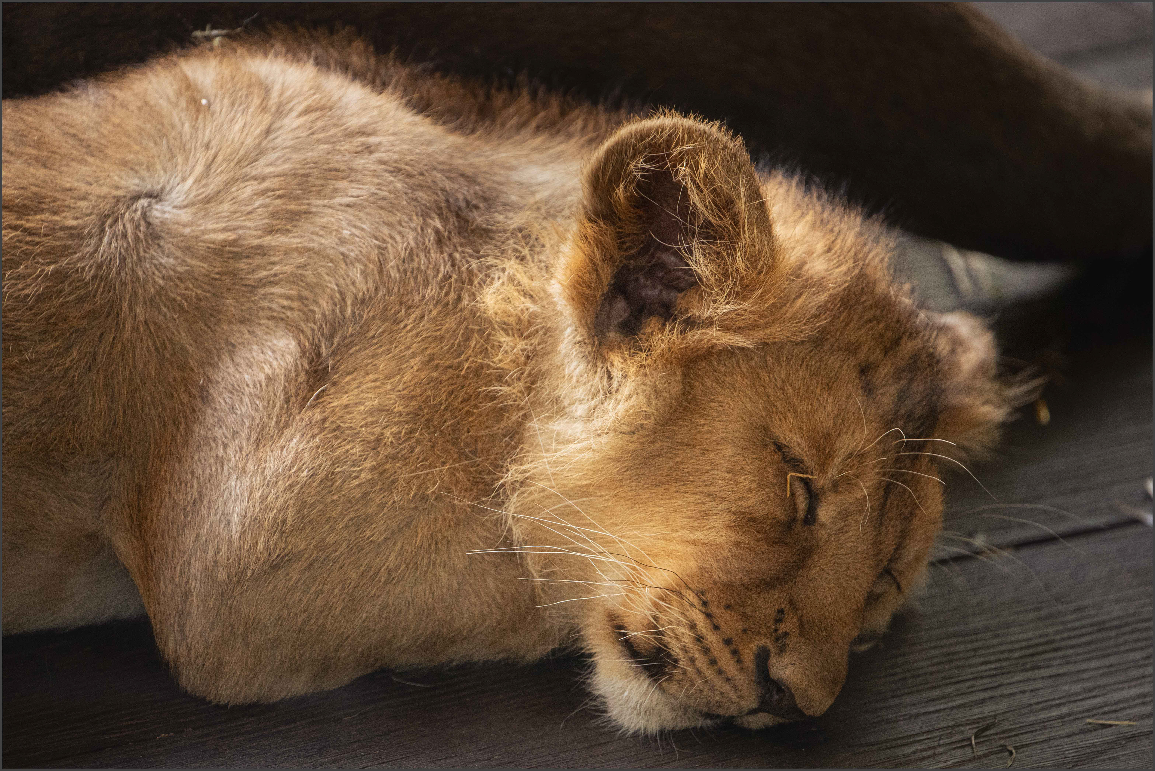Asiatic Lion Cub