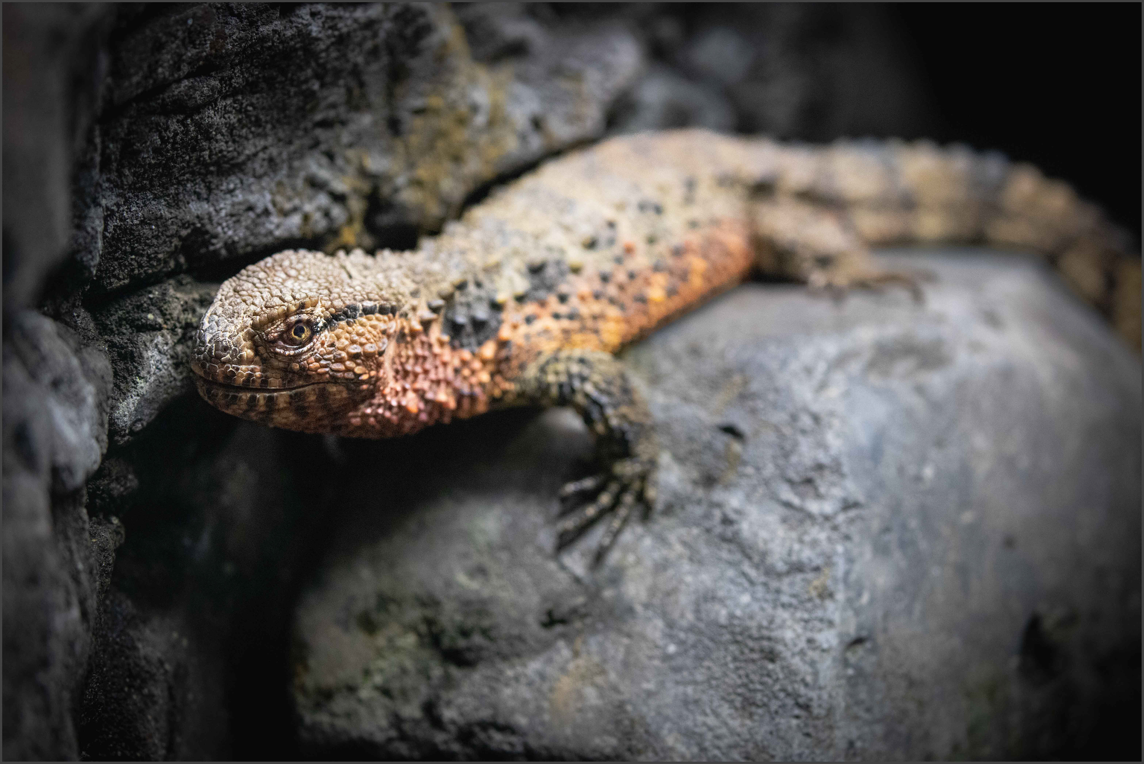 Crocodile Lizard