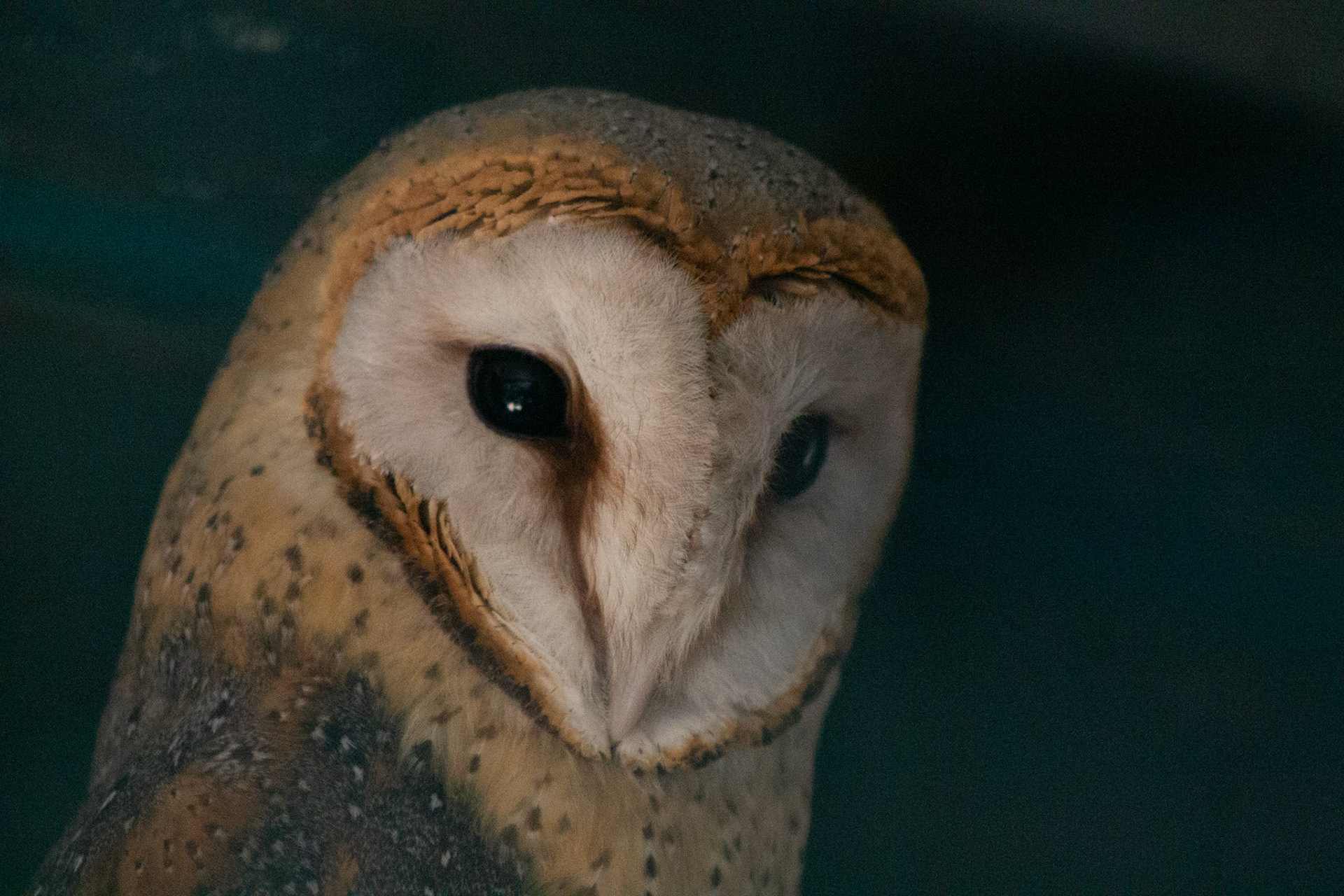 Barn Owl