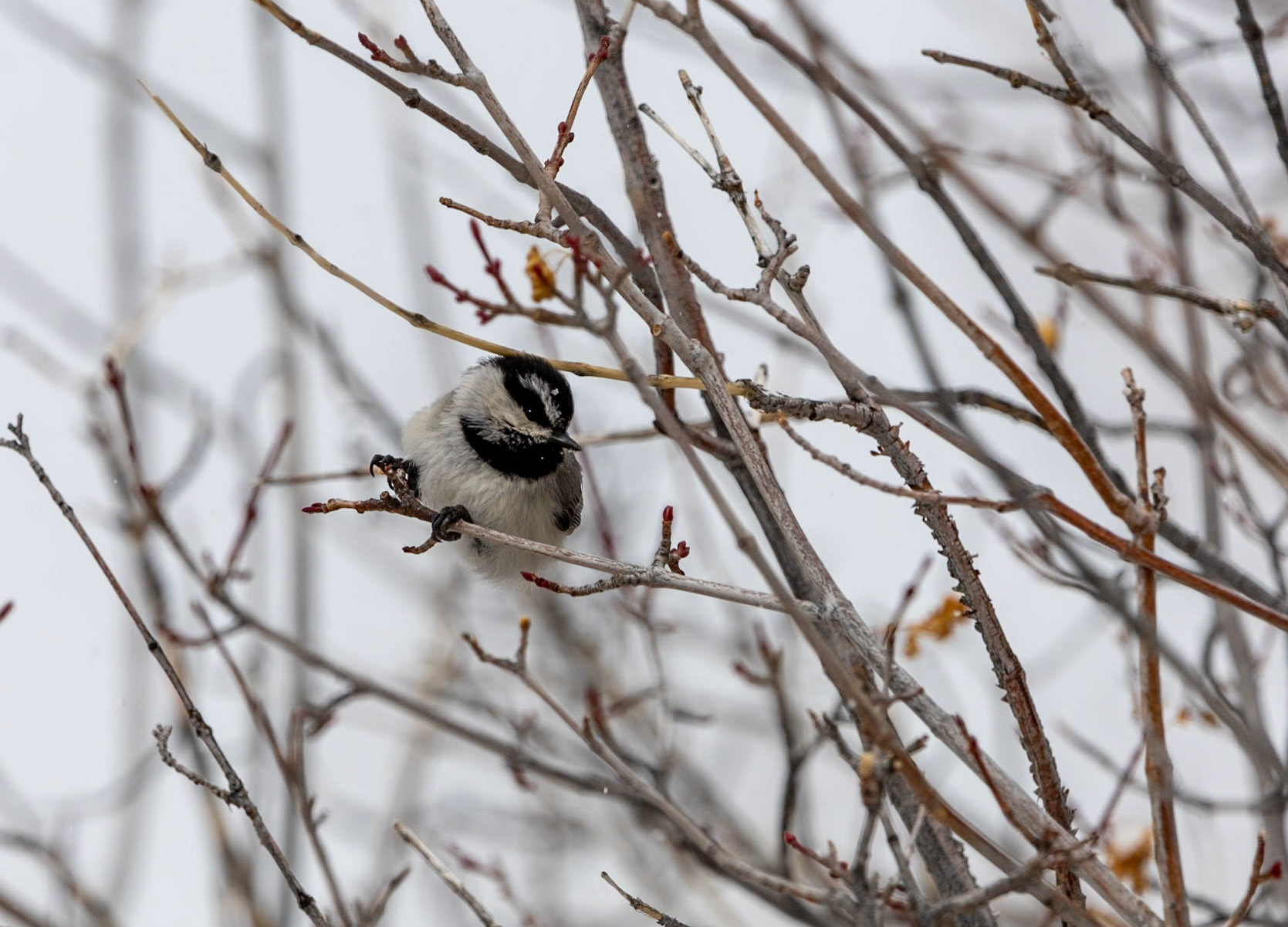 Sitting Mountain Chickadee