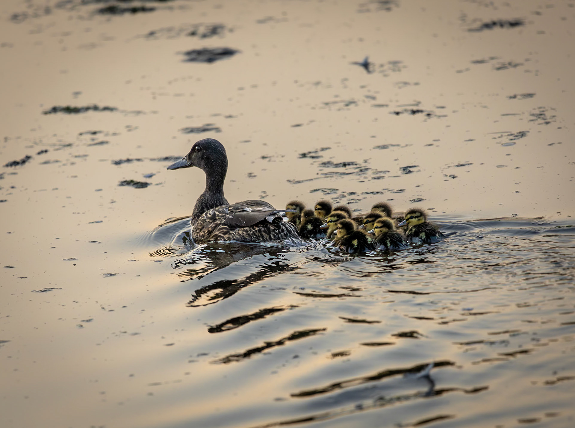 mallard mom and her chicks