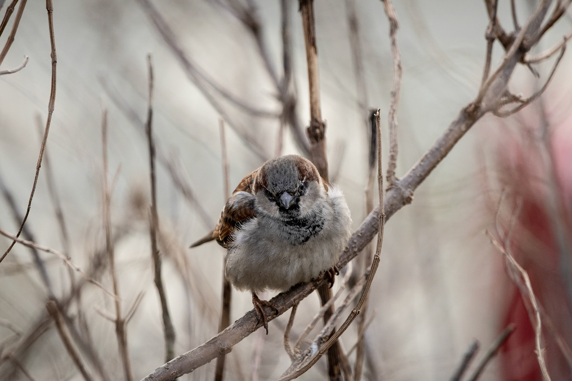 Skeptical Sparrow