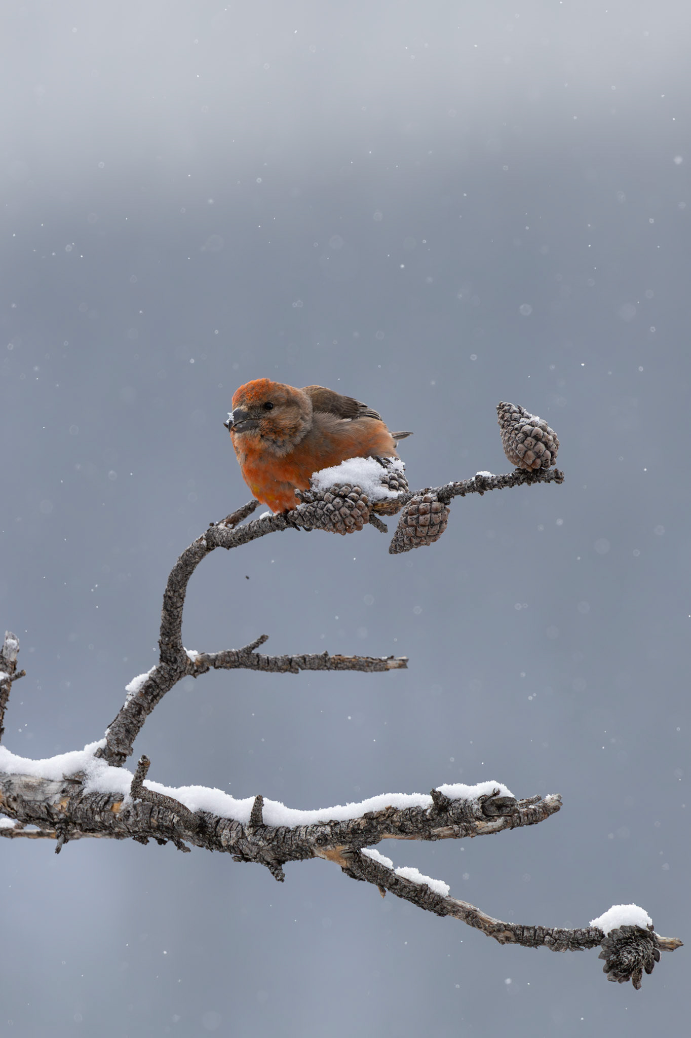 Red Crossbill