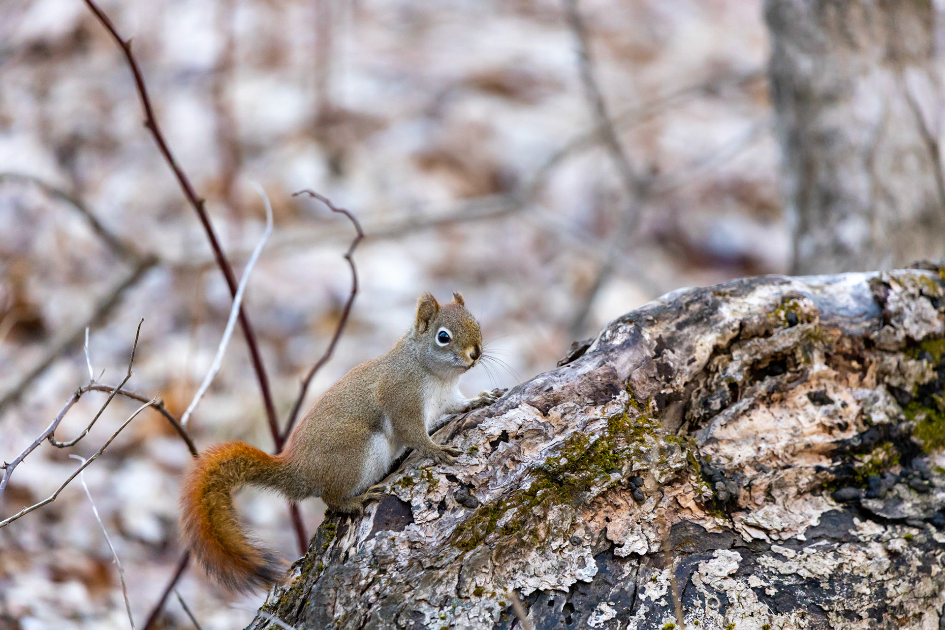 Juvenile Red Squirrel