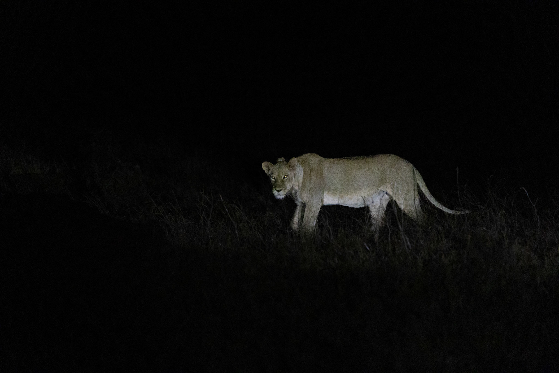 Lioness on a Night Safari