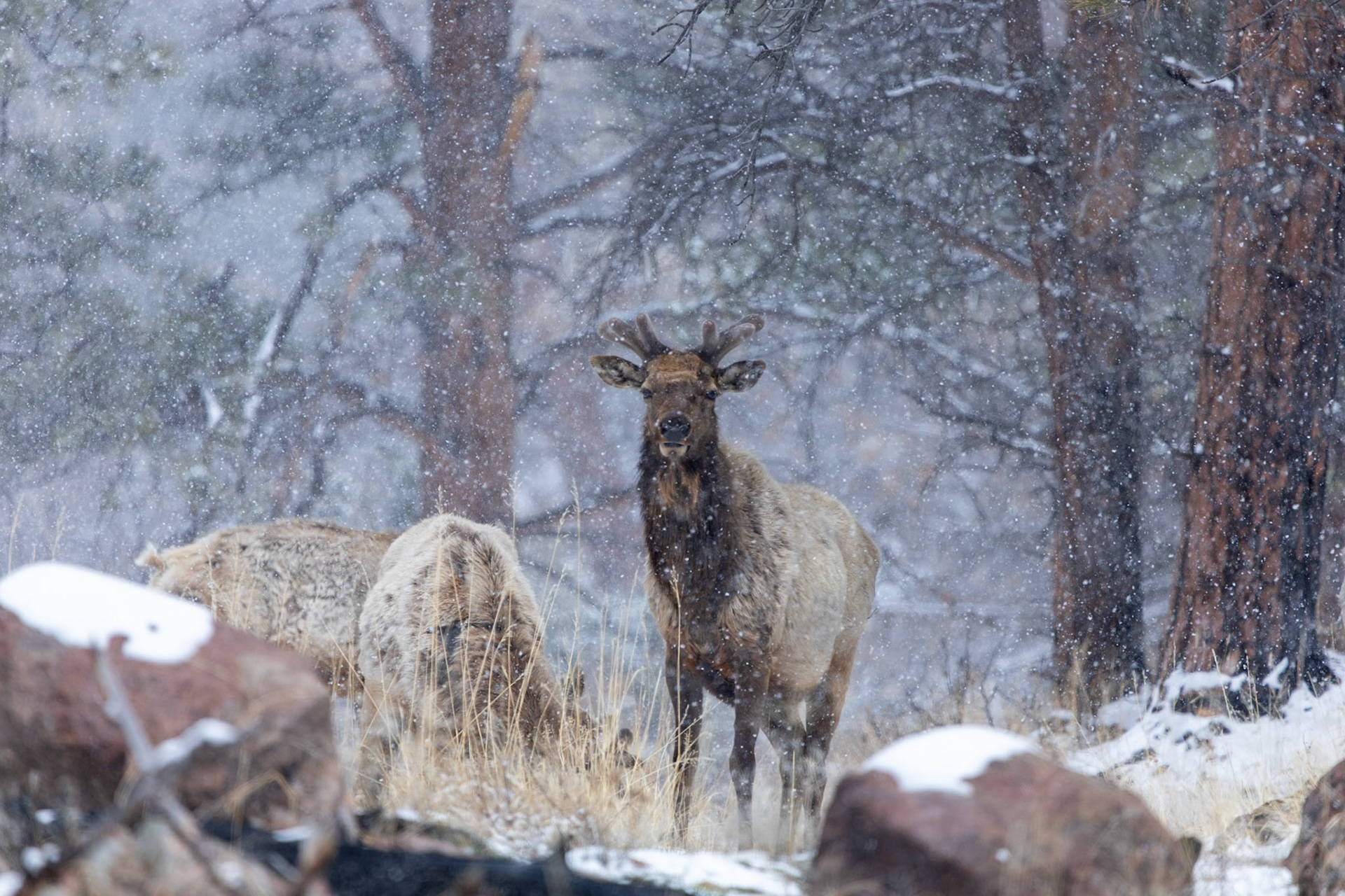 Elk