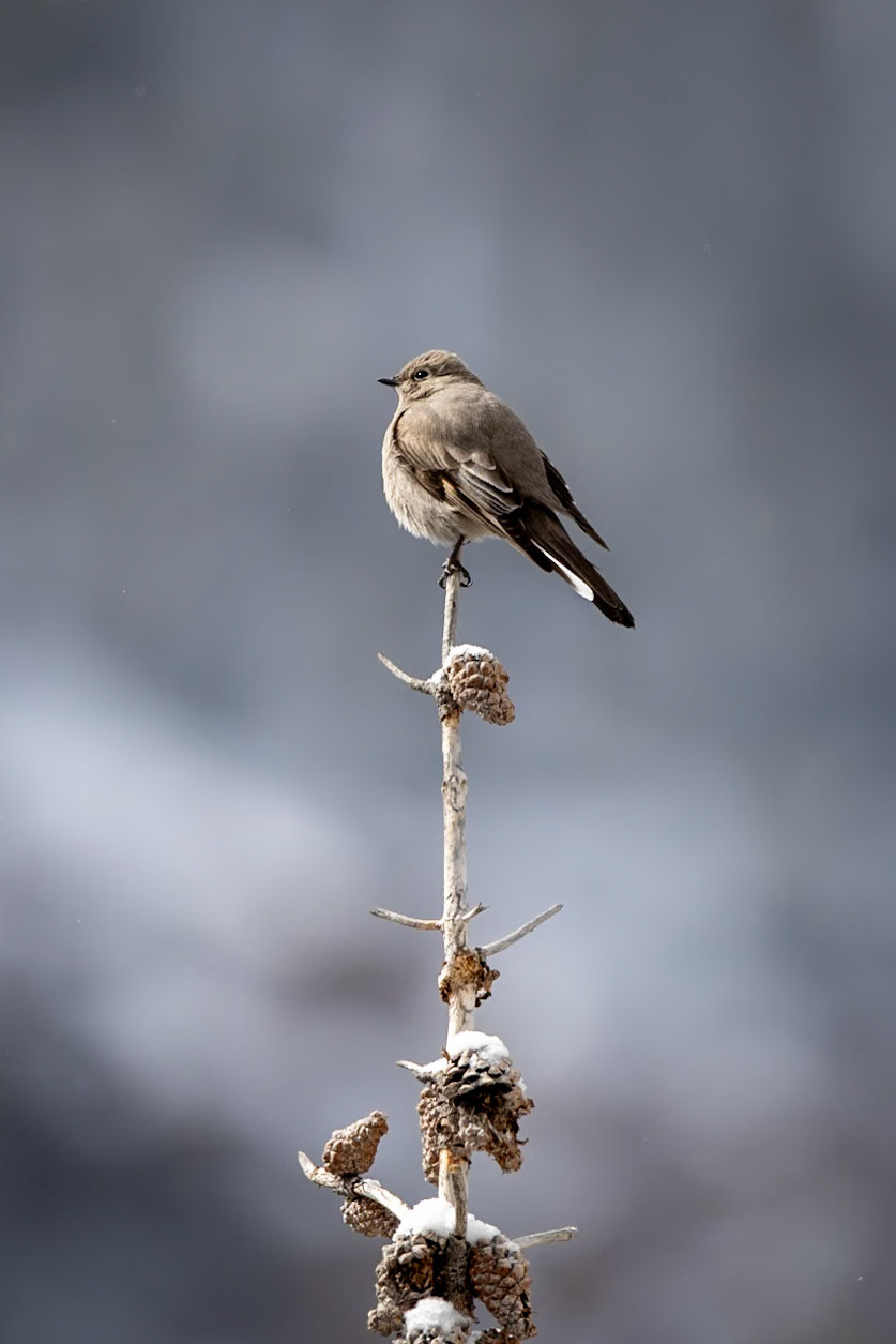 Townsend's Solitaire