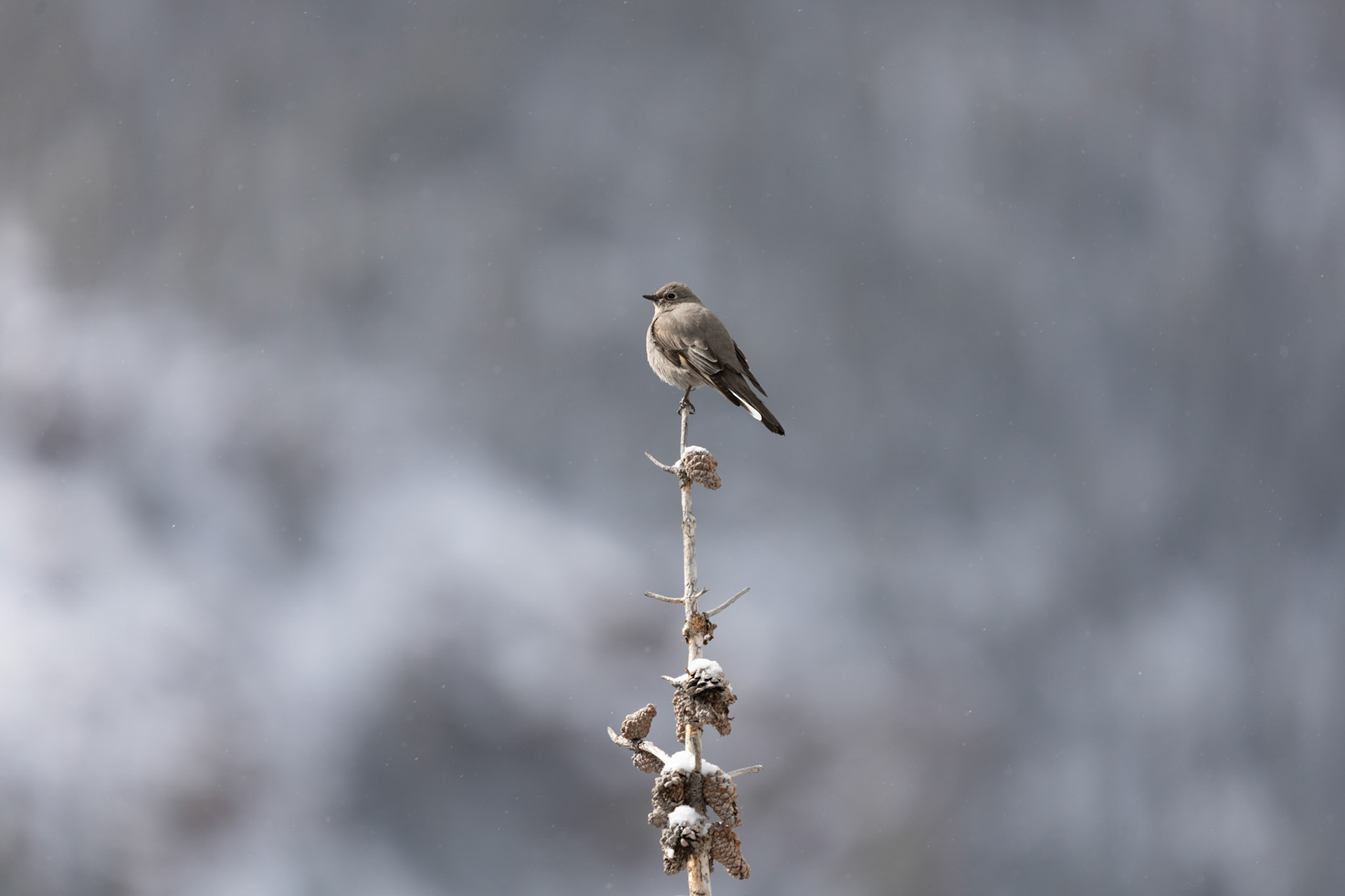 Townsend's Solitaire