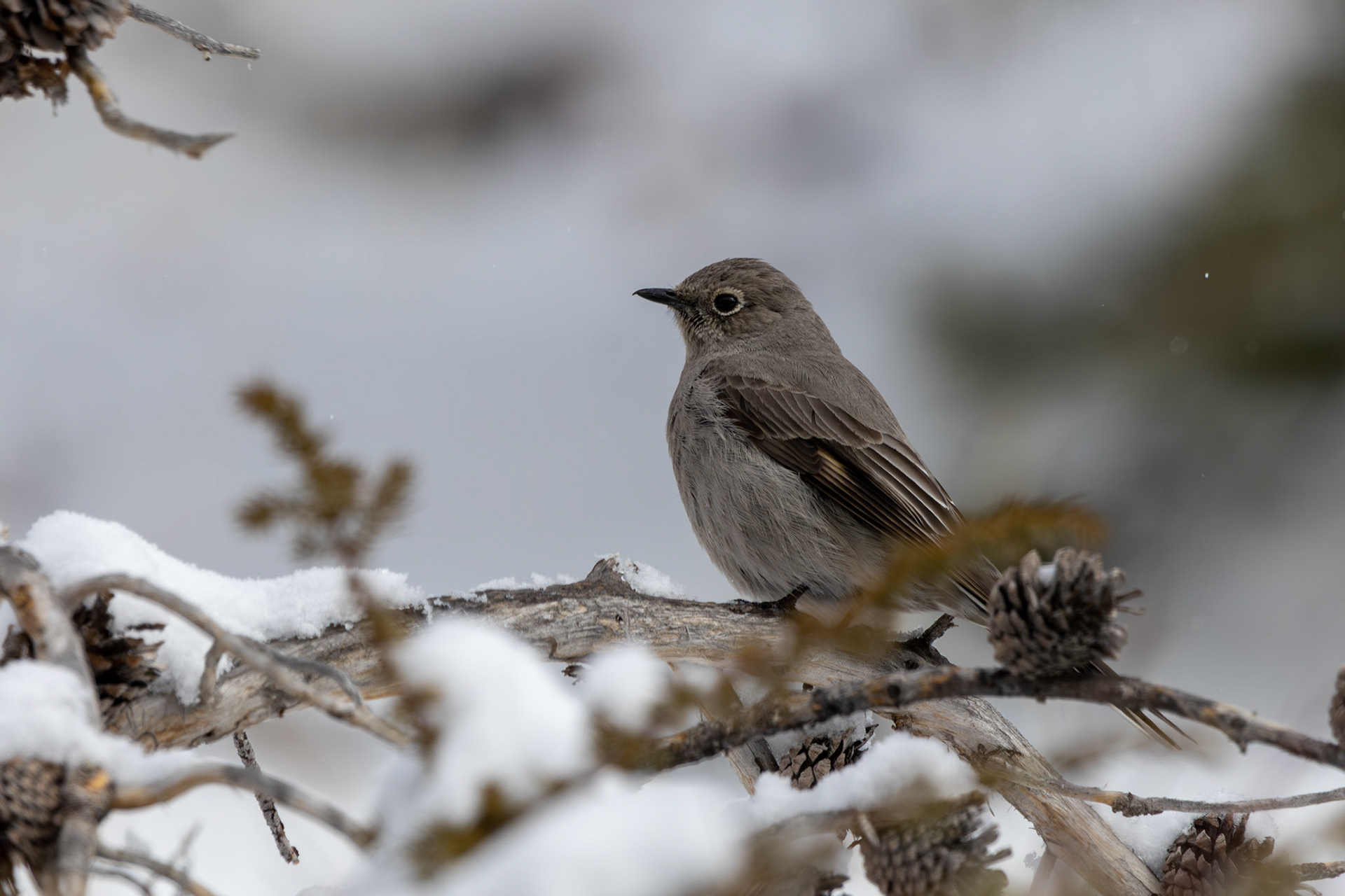 Townsend's Solitaire