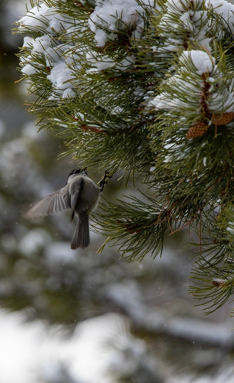 Mountain Chickadee