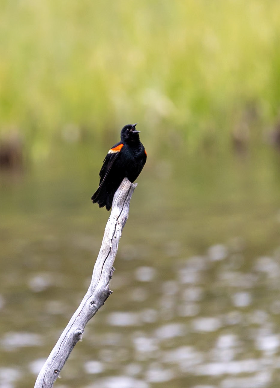 Red Wing Blackbird