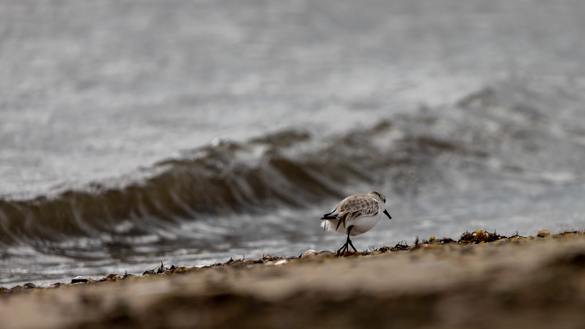Sand Piper