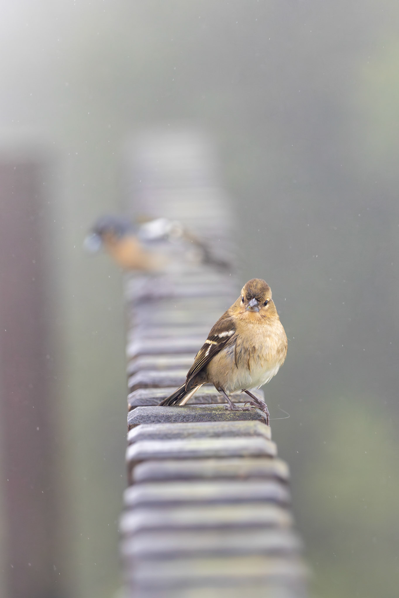 Common Chaffinch