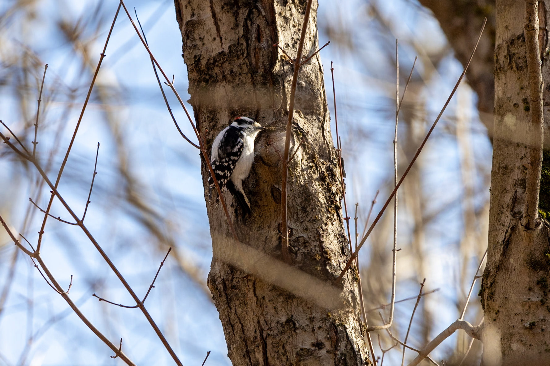 Downy Woodpecker
