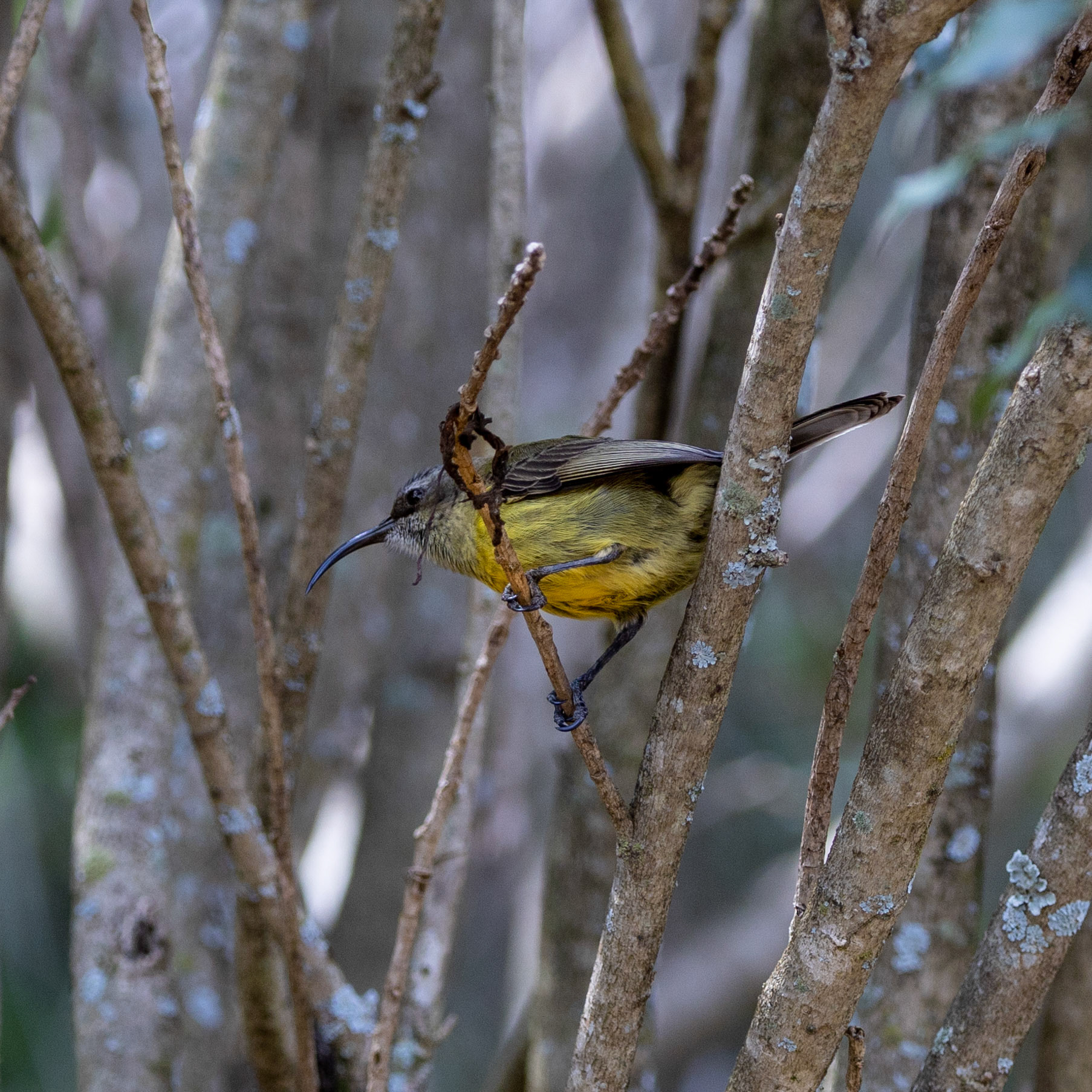 Bronzed Sunbird Female