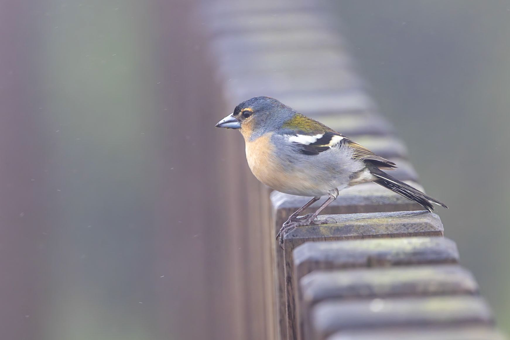 Common Chaffinch