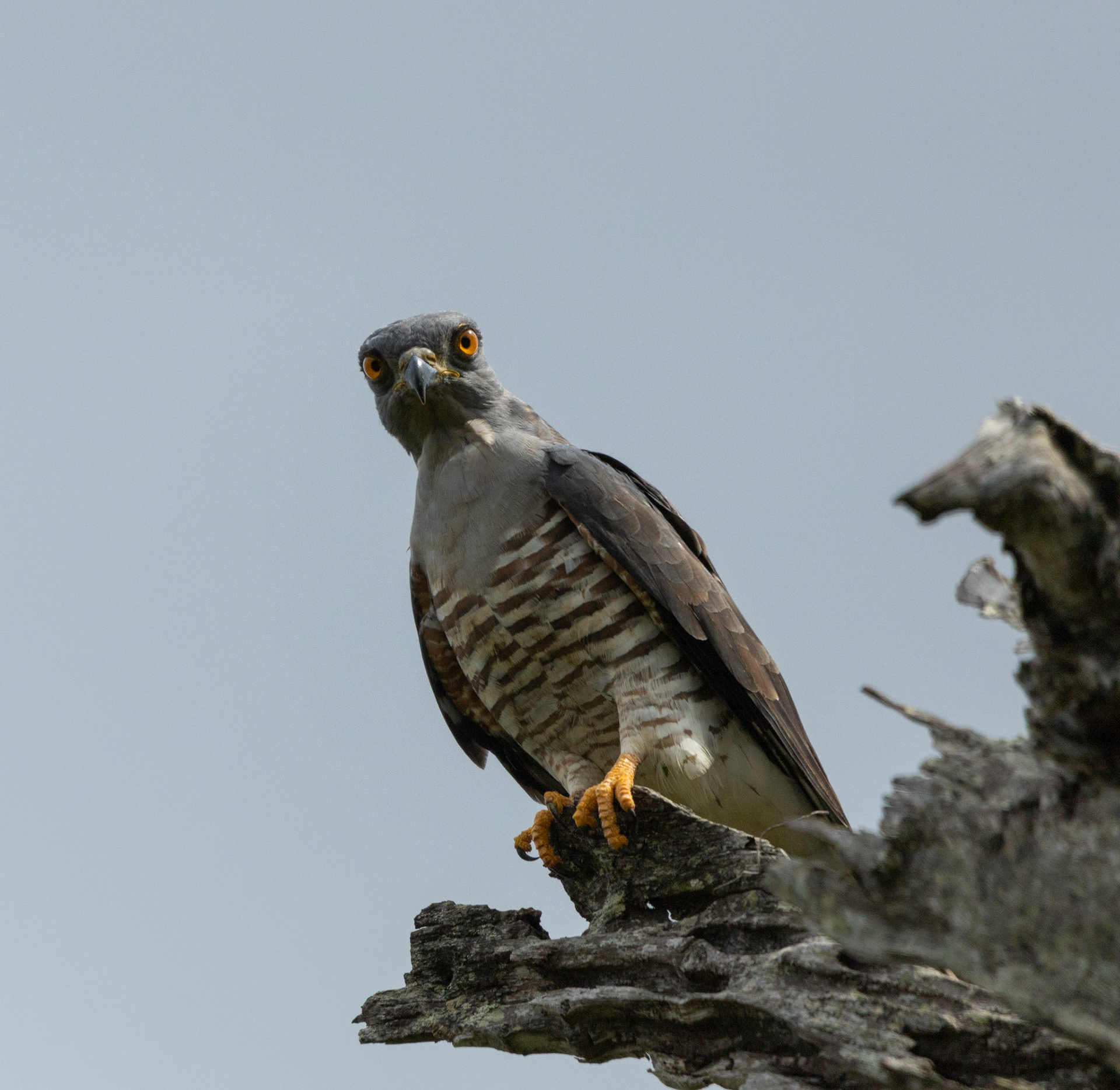 Bird of prey: African Cuckoo-Hawk