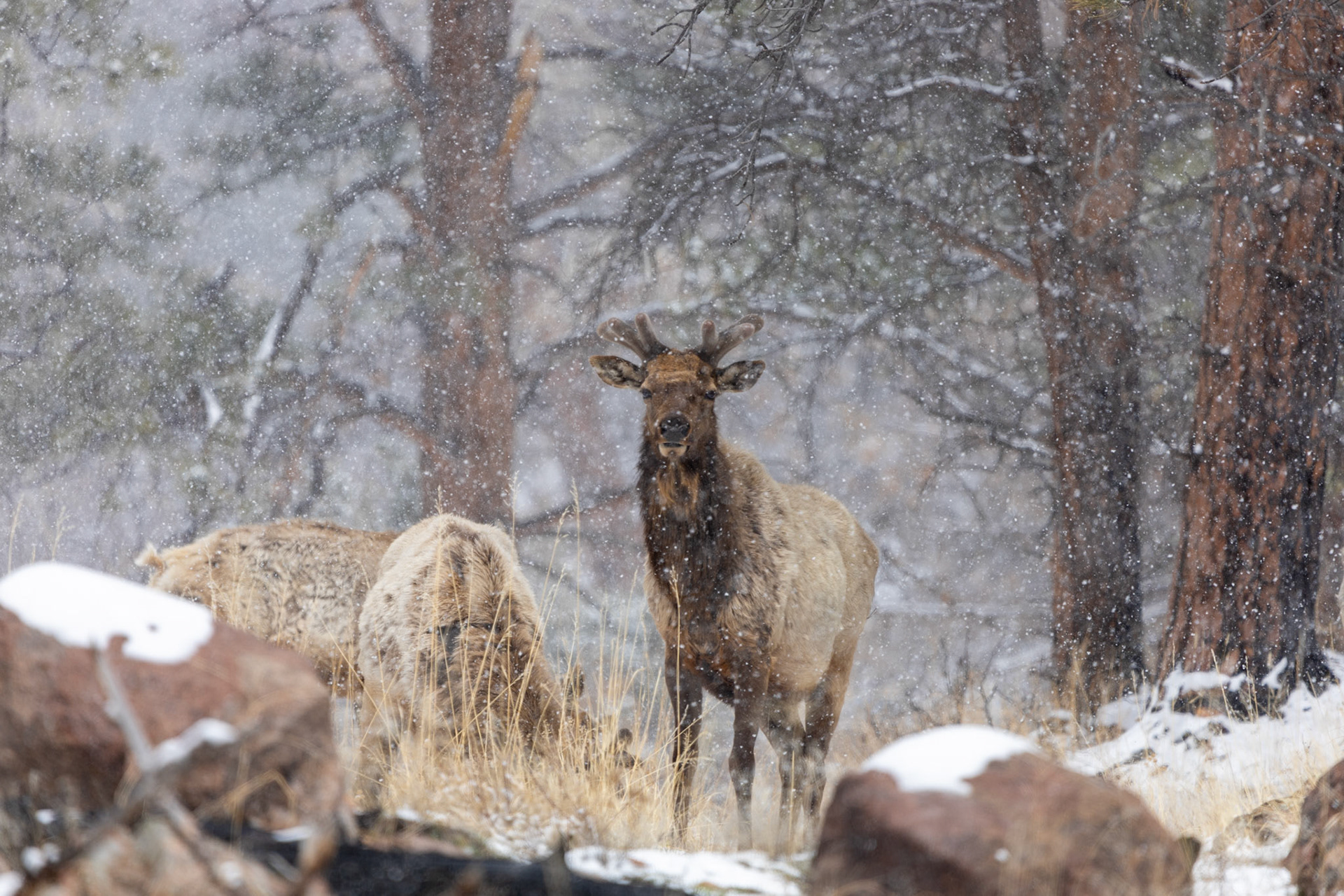 Elk