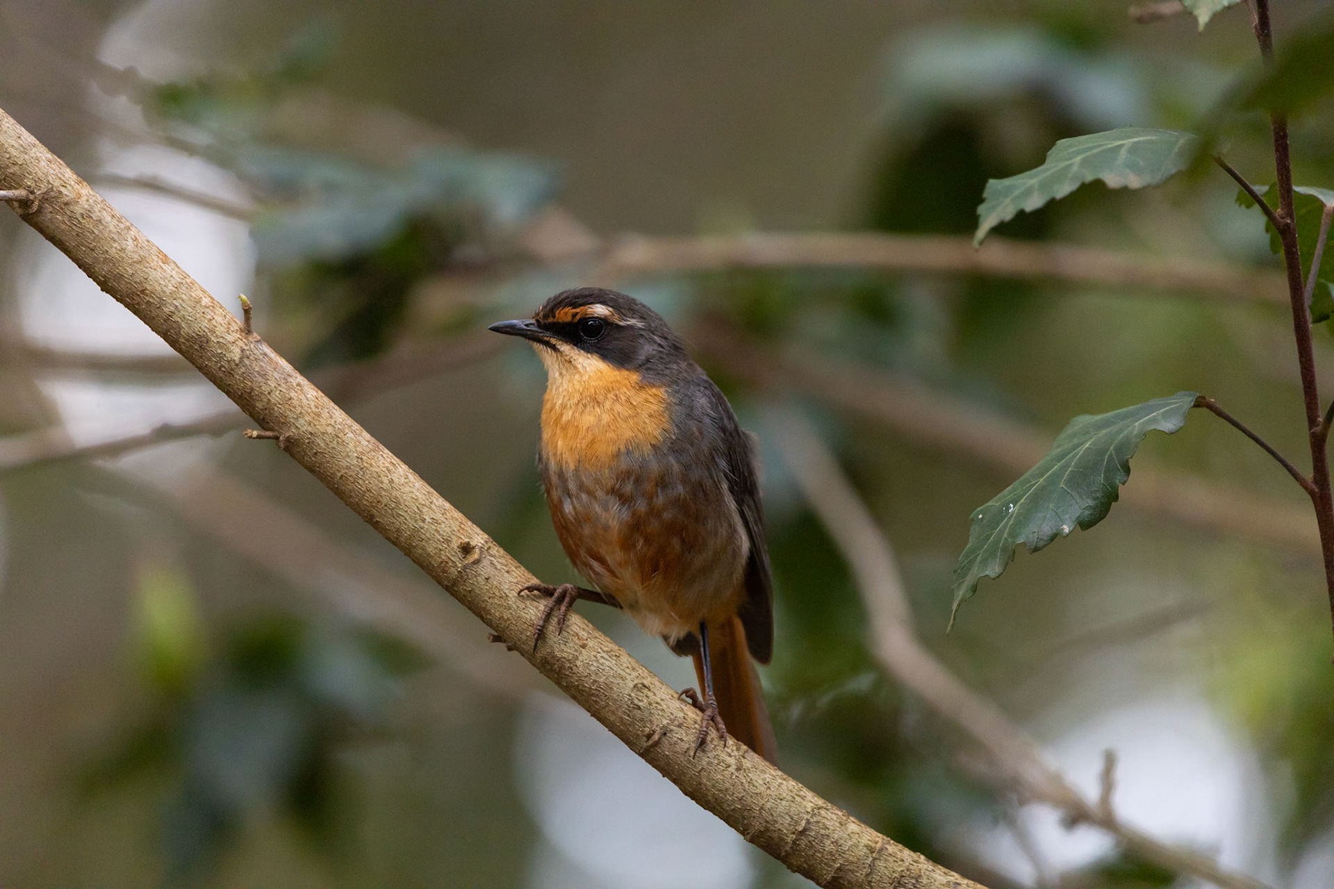 Cape Robin-Chat