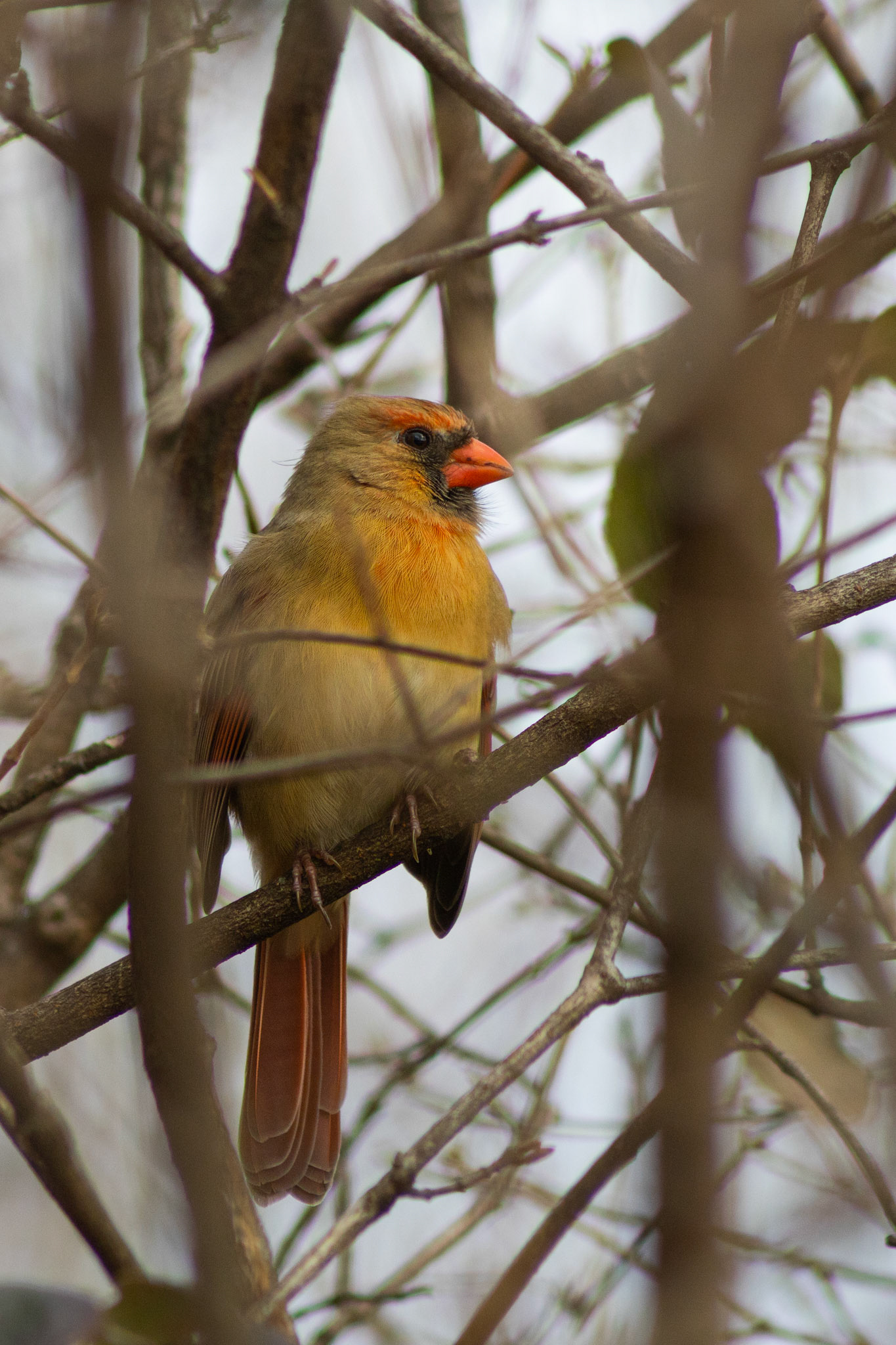 Female Cardinal