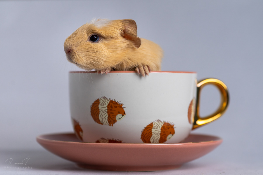Baby cavia close-up