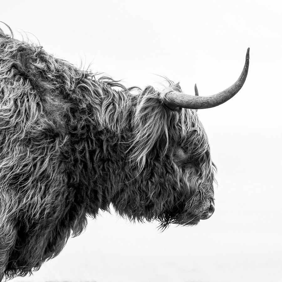Zwart wit foto Schotse Hooglander