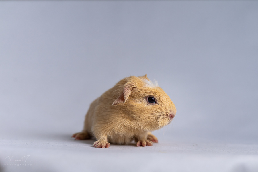 Baby cavia close-up