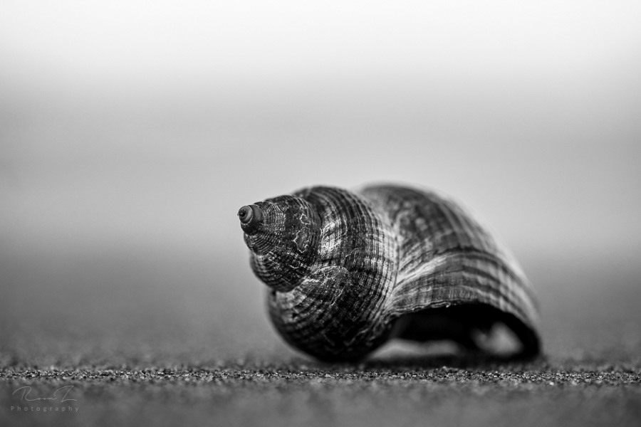 Zwart wit macro foto van een schelp
