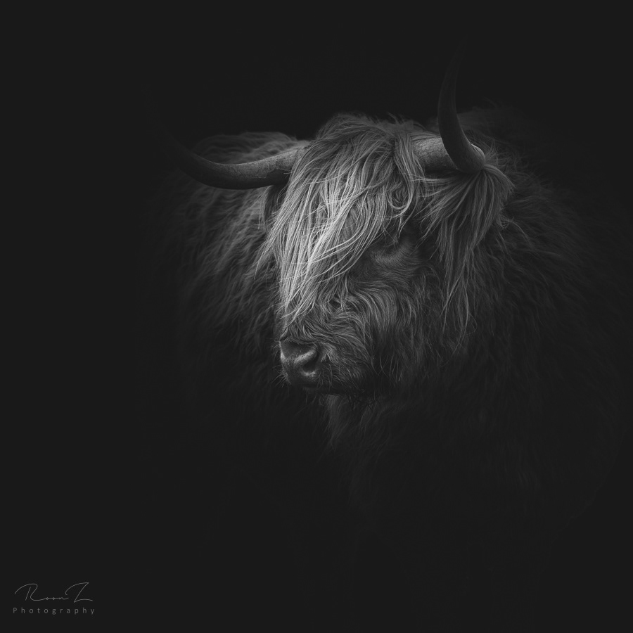 Zwart wit foto Schotse Hooglander