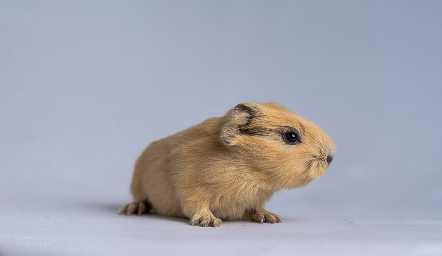 Baby cavia close-up