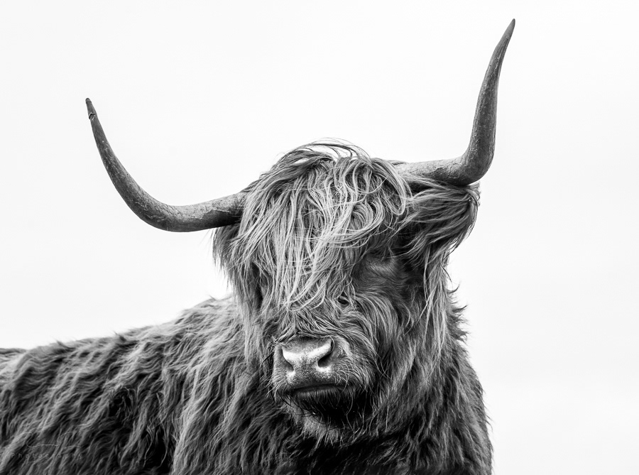 Zwart wit foto Schotse Hooglander