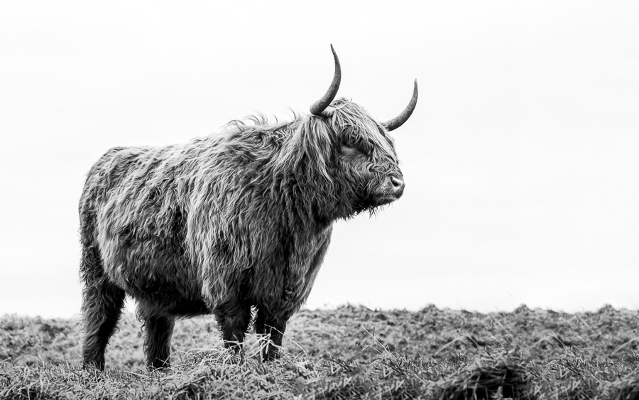 Zwart wit foto Schotse Hooglander