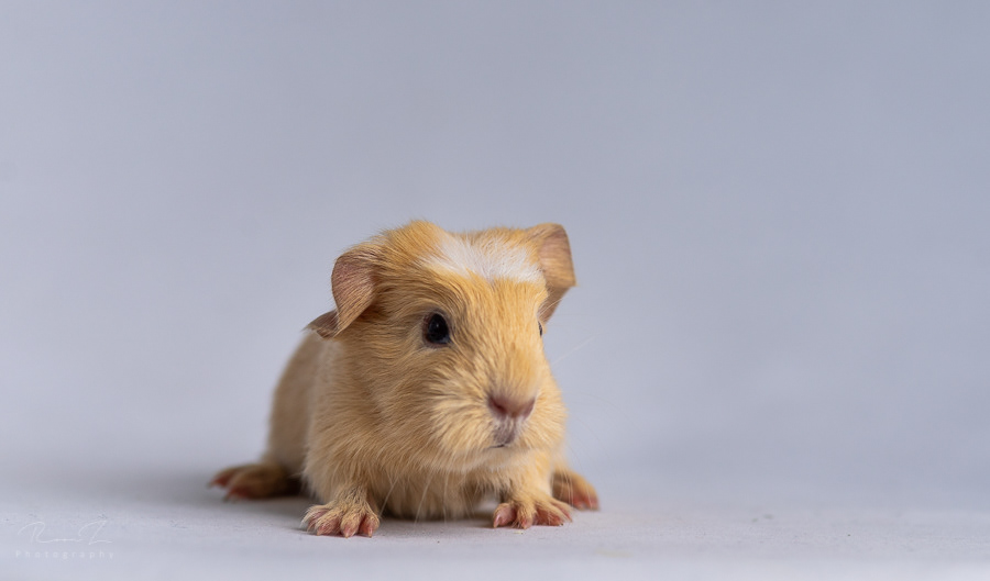 Baby cavia close-up