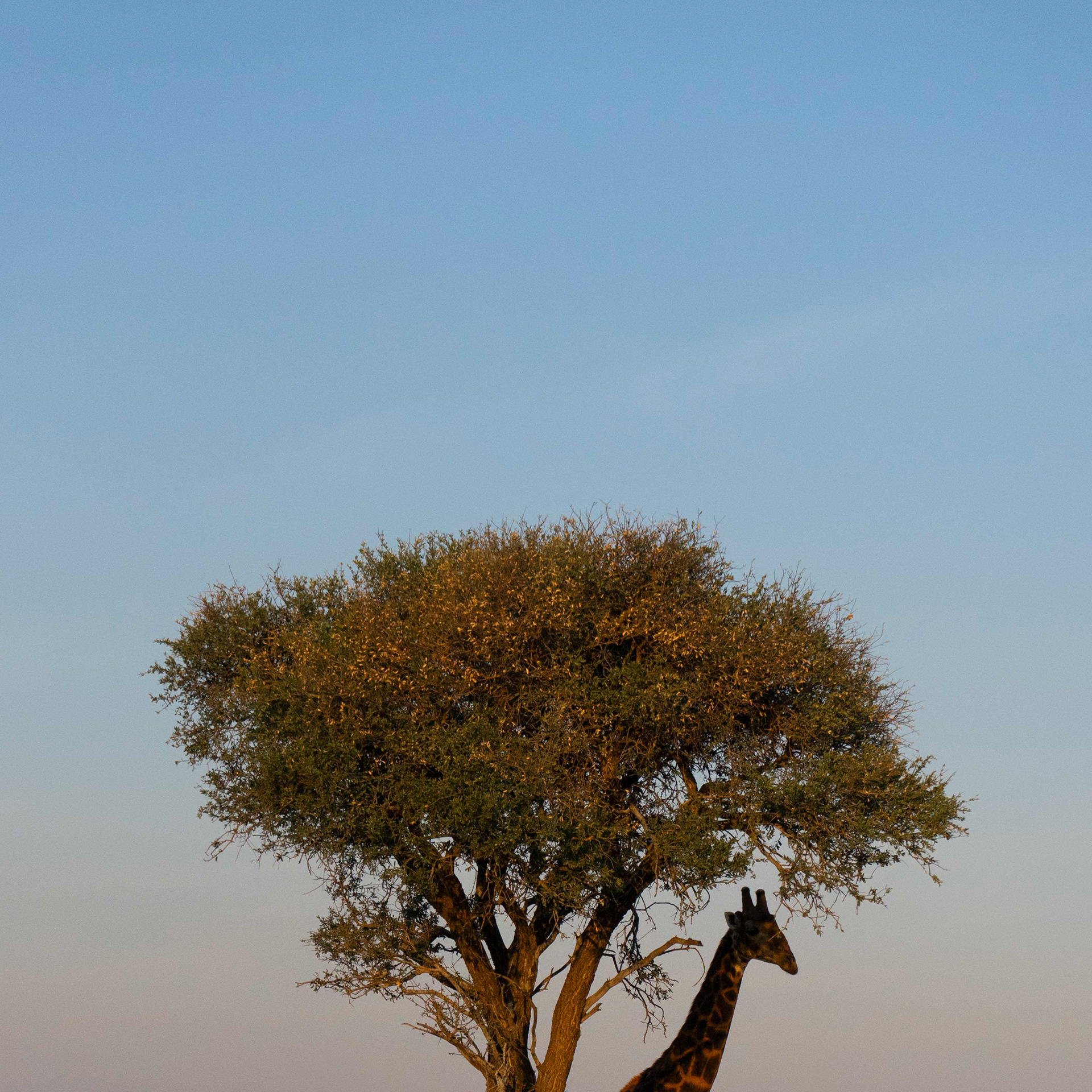 Madikwe, South Africa (2024)