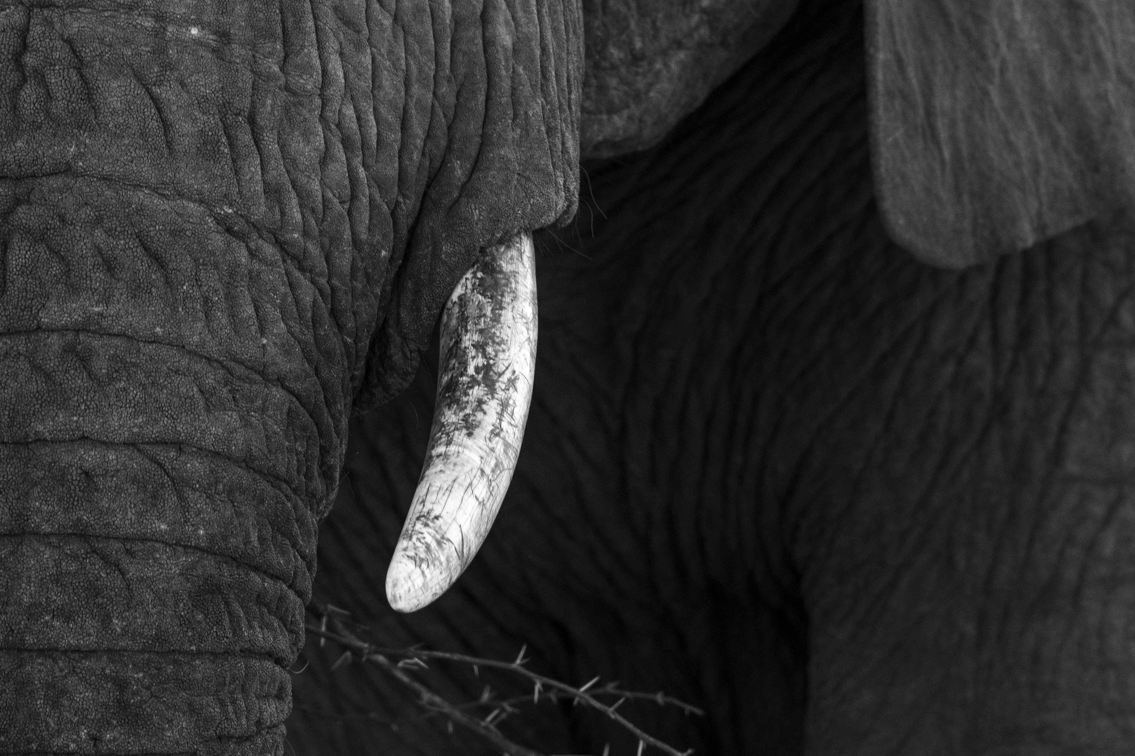 Pilansberg, South Africa (2018)