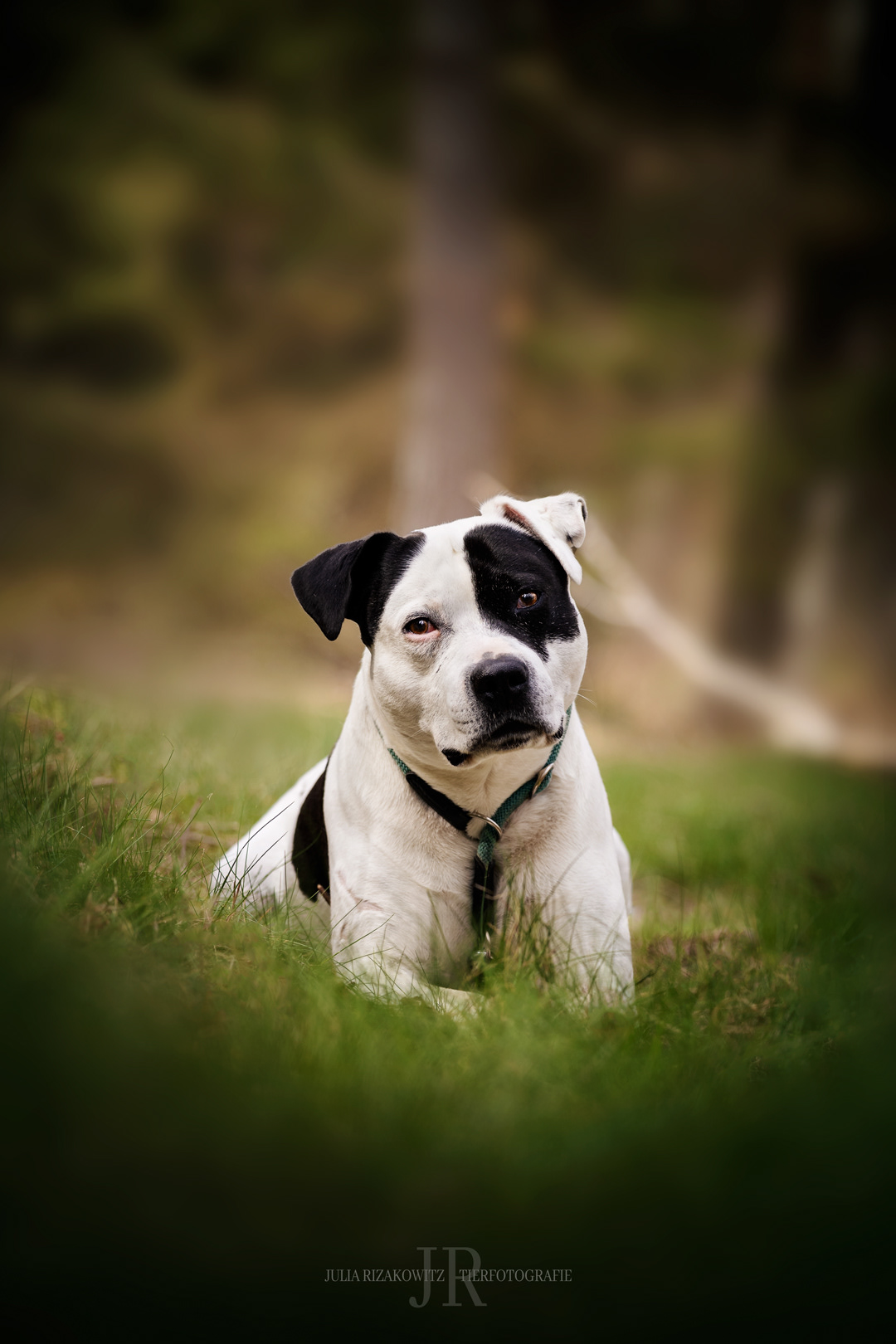 In liebervoller Erinnerung an meinen treuen Herzenshund.