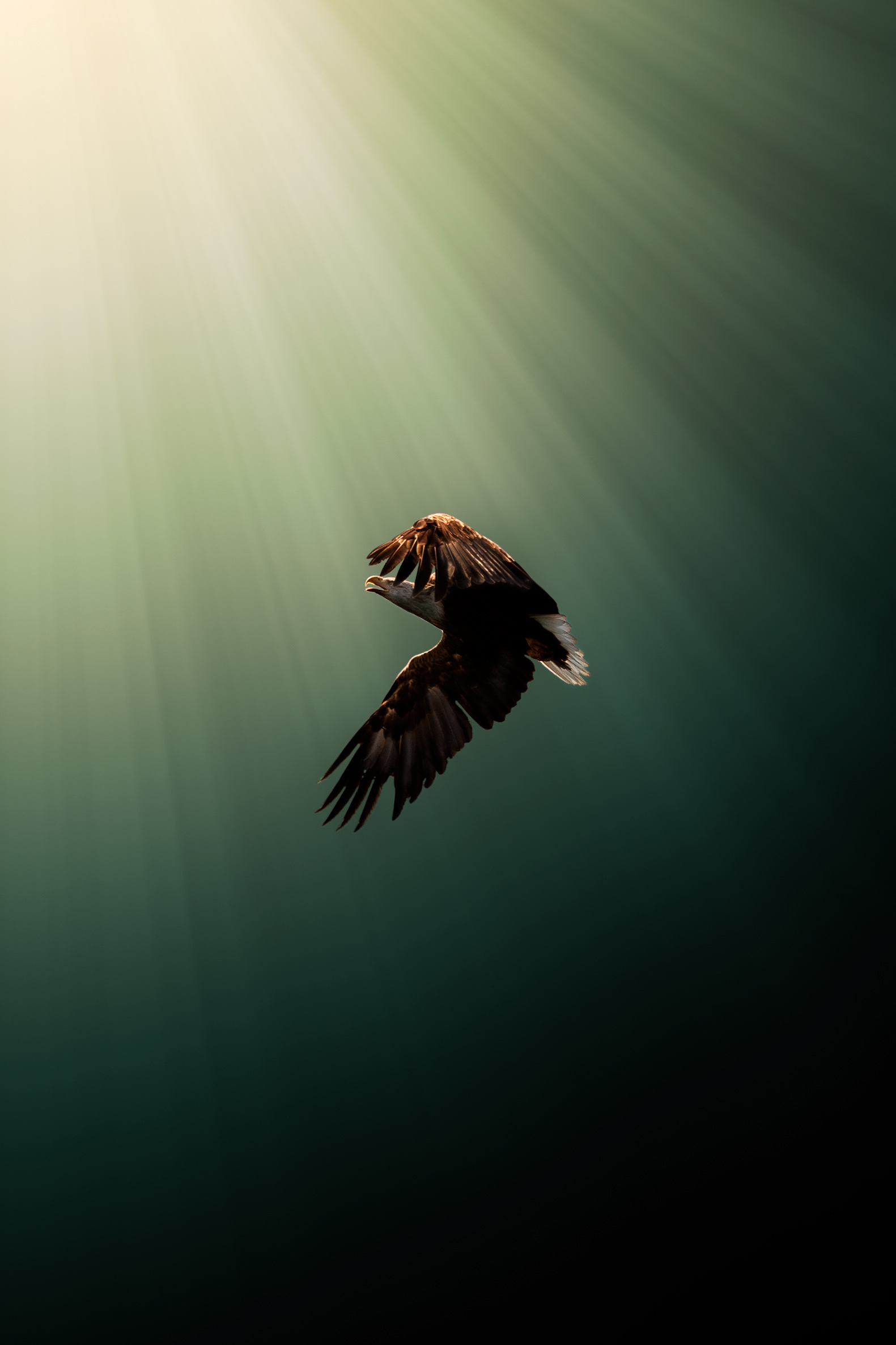 Seeadler
