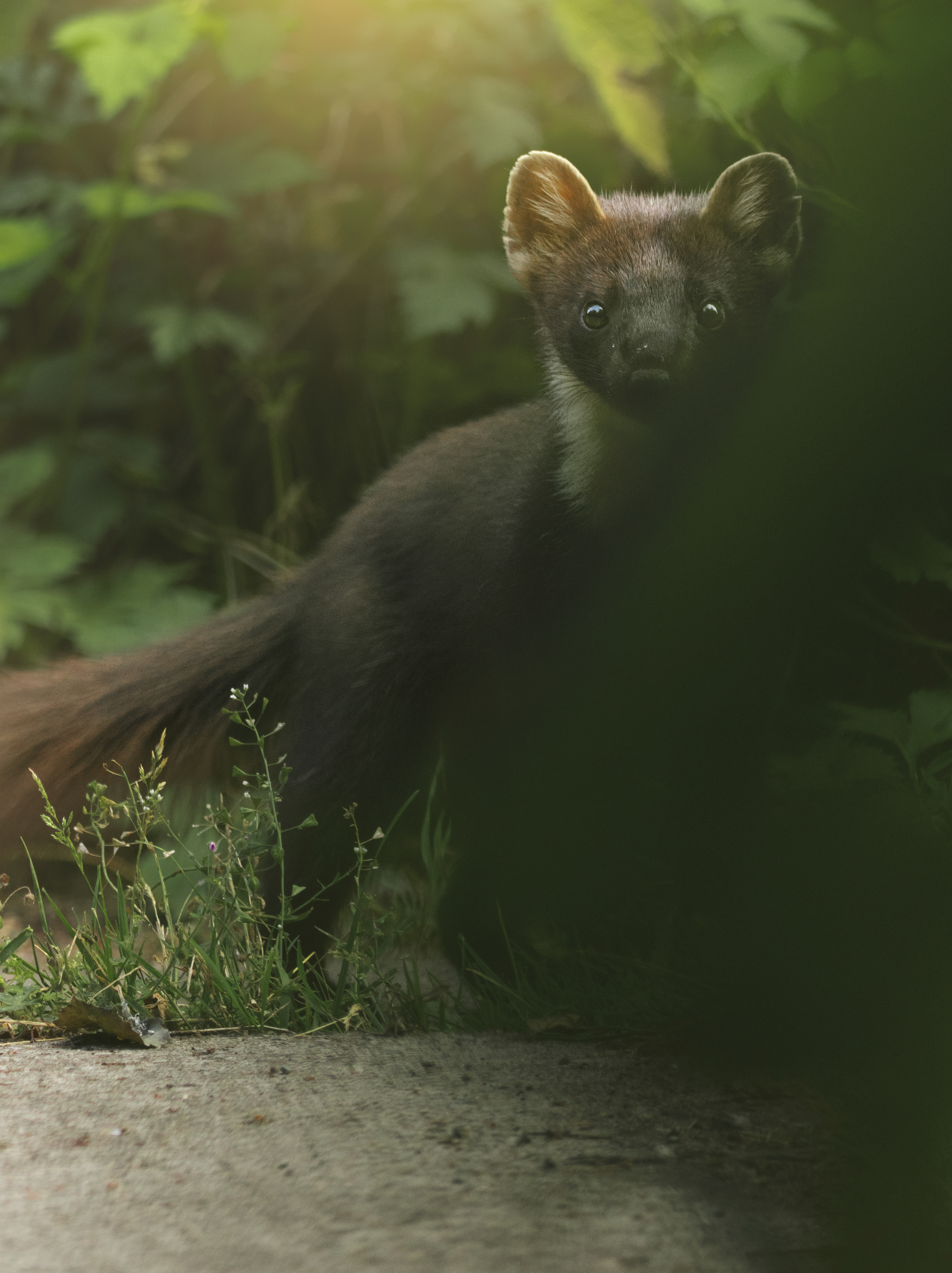 Baummarder