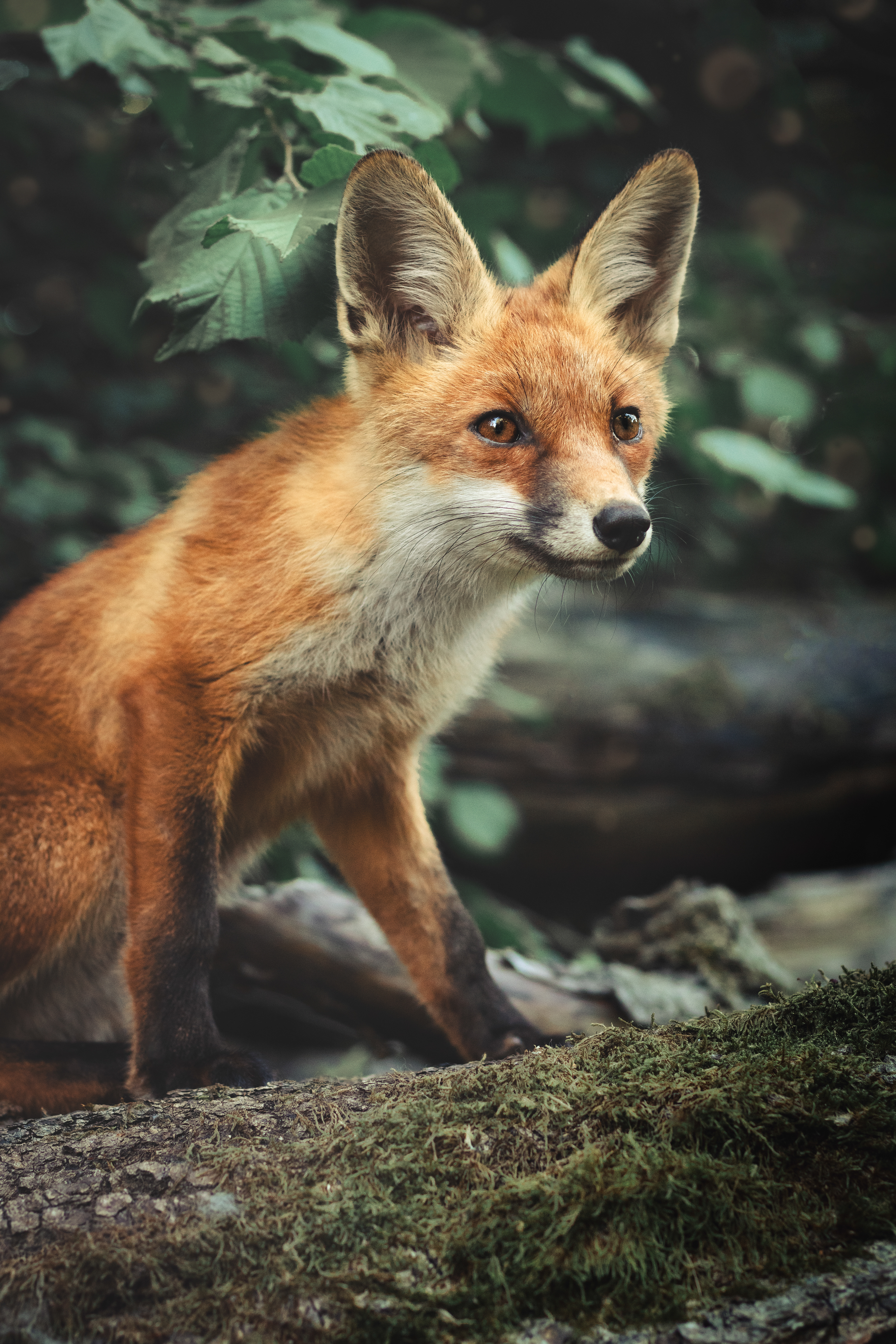 Jungfuchs