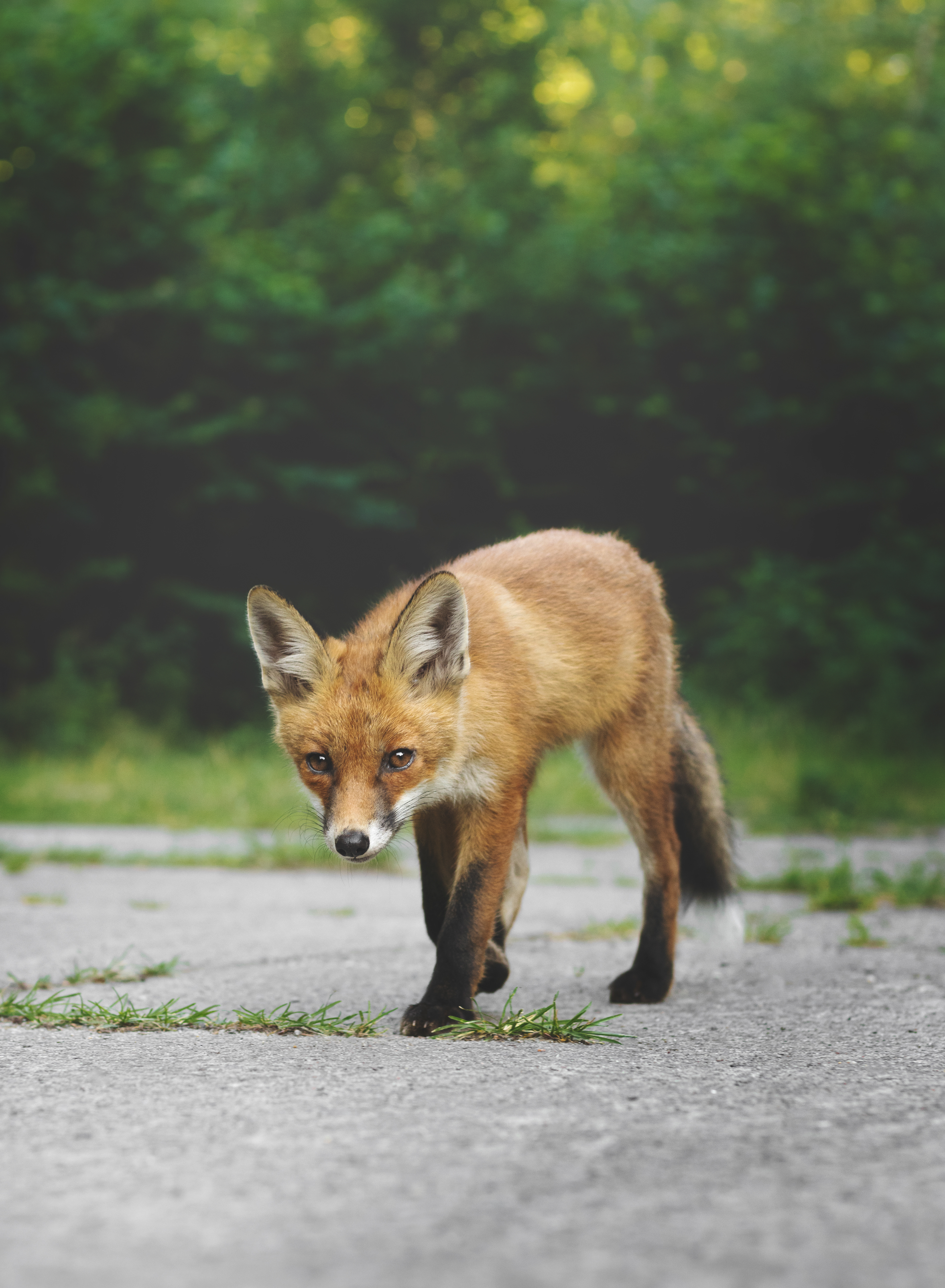 Jungfuchs